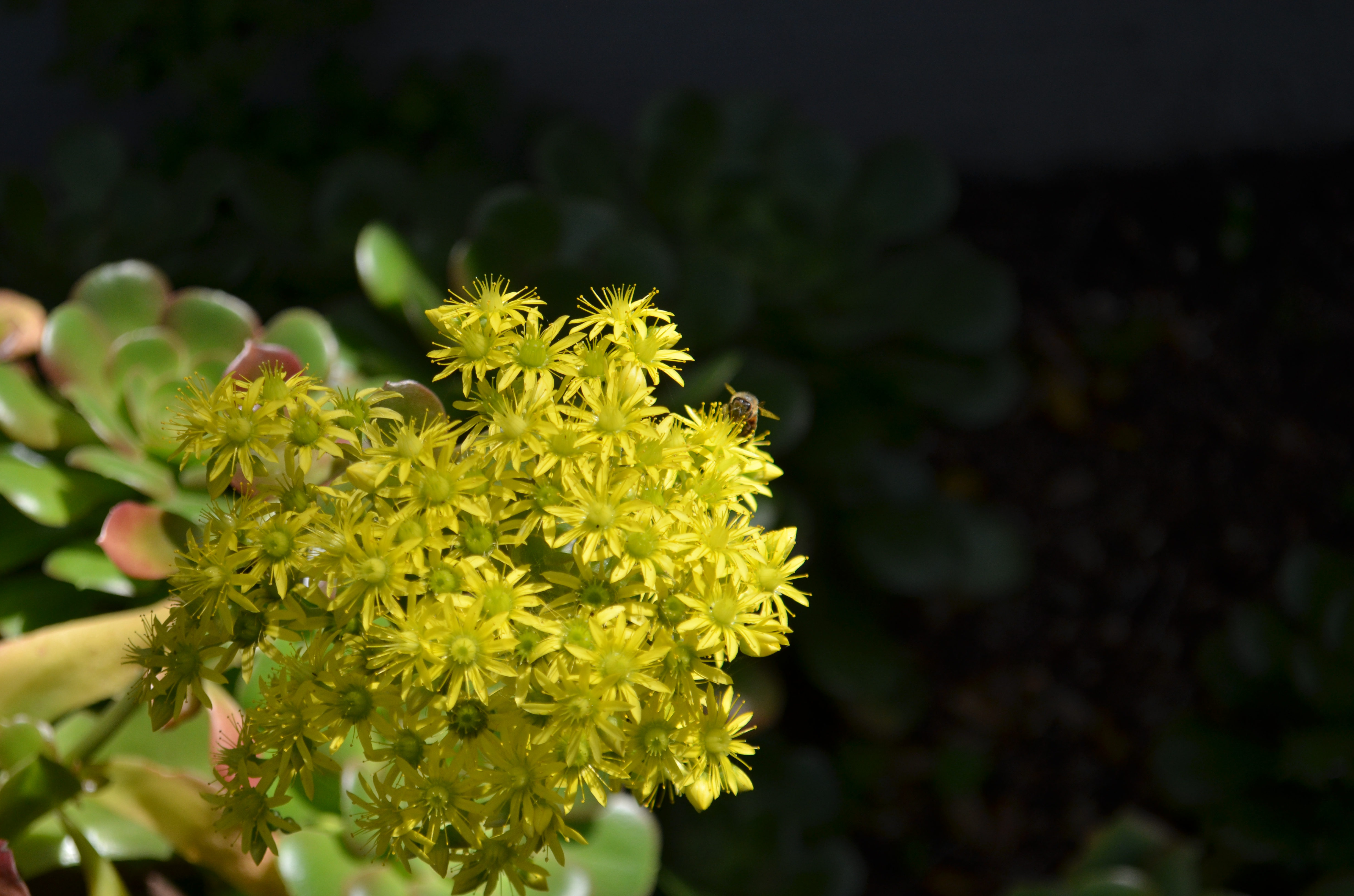 Bee in yellow flower