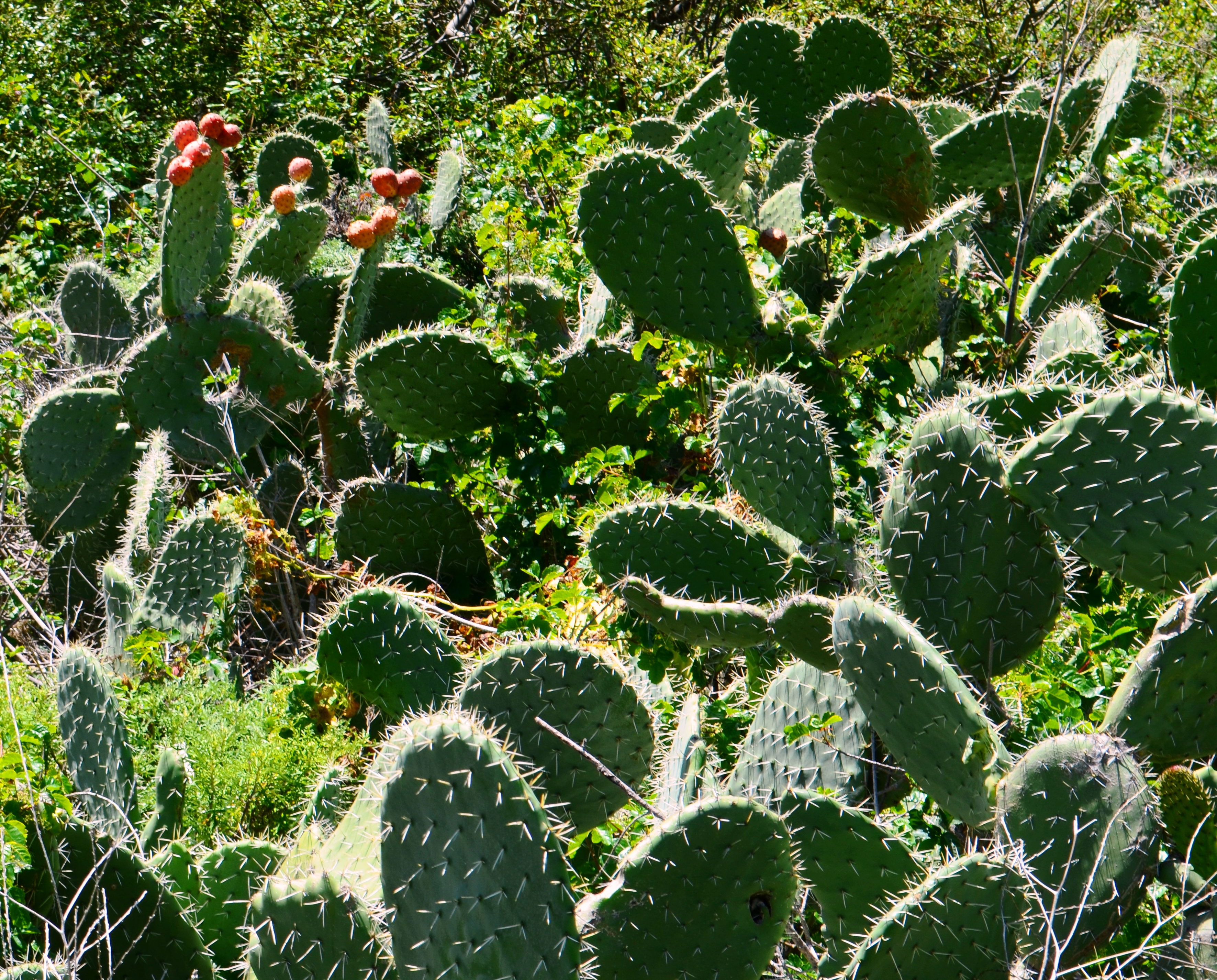 cacti.1