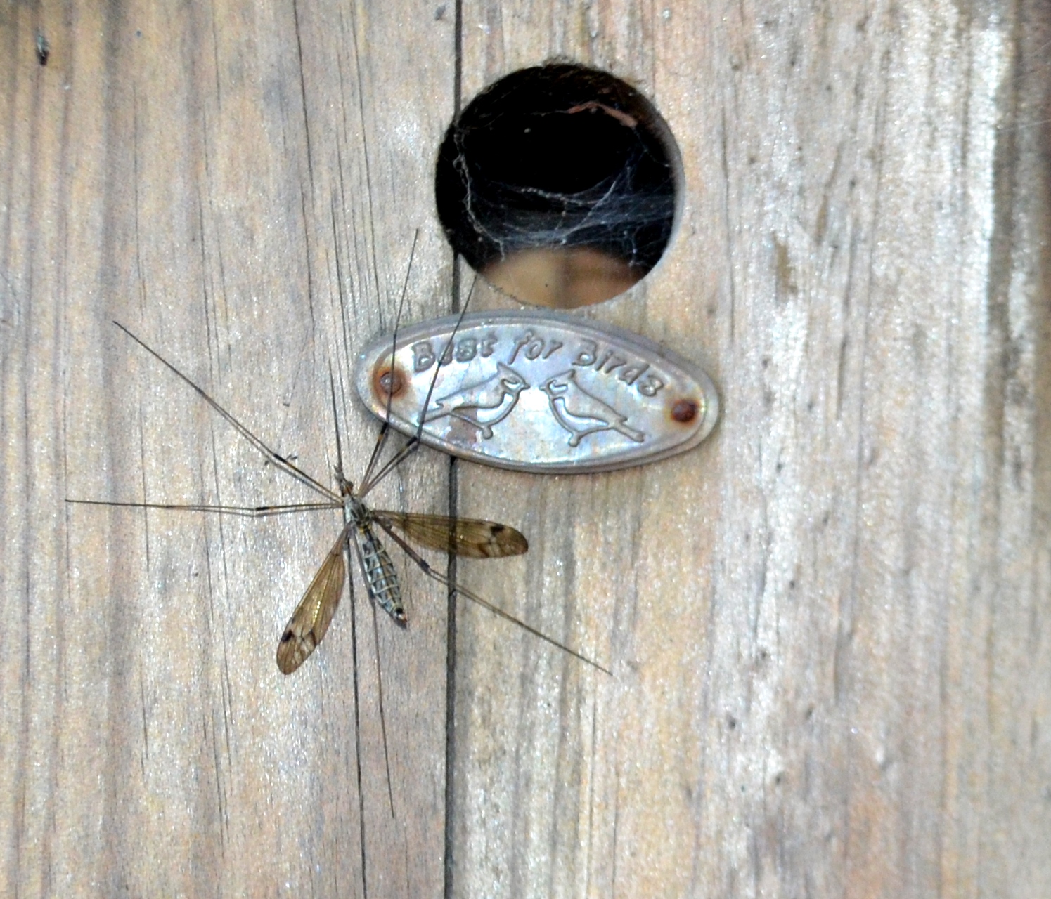 crane fly