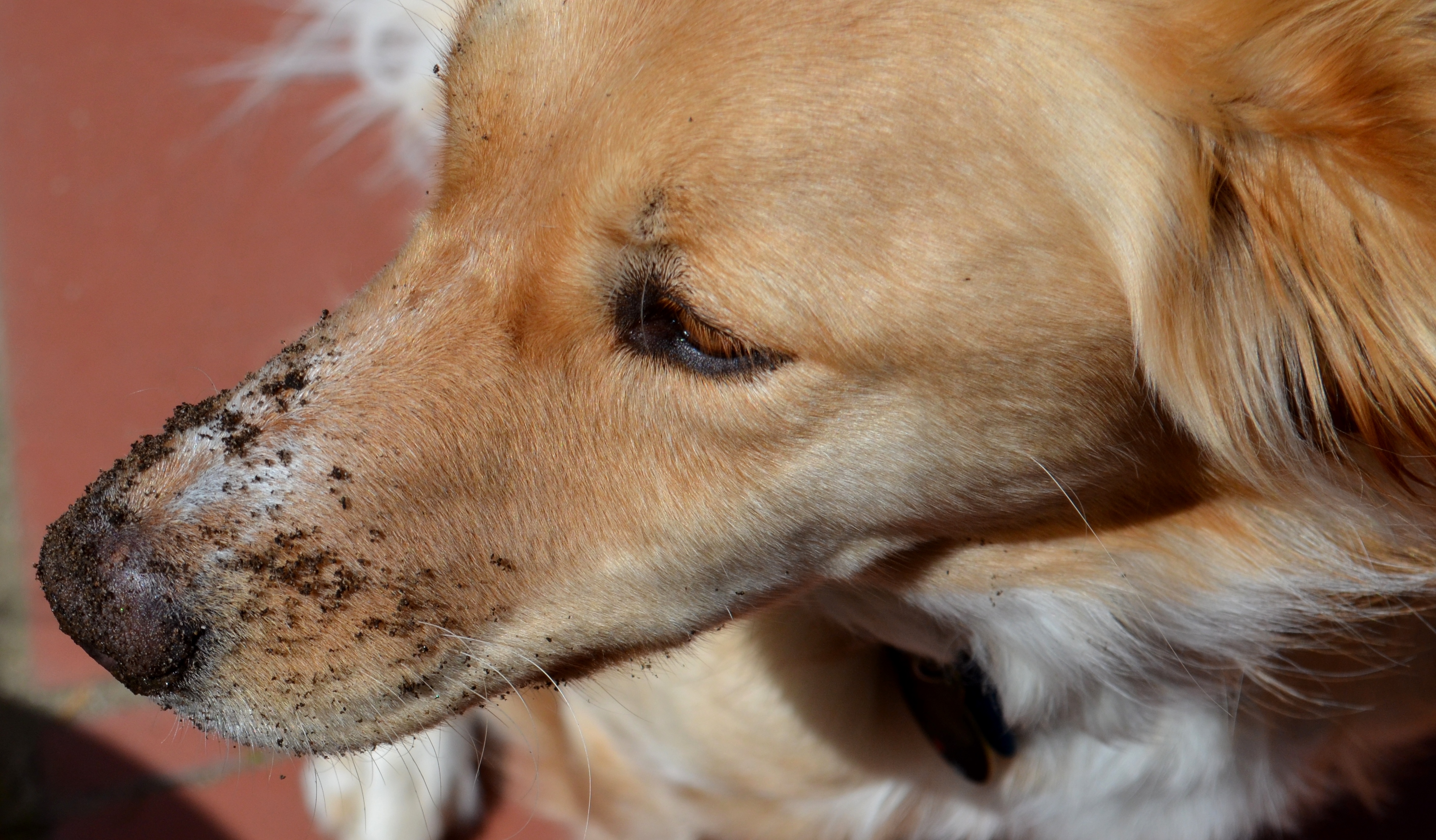 molly and the gopher