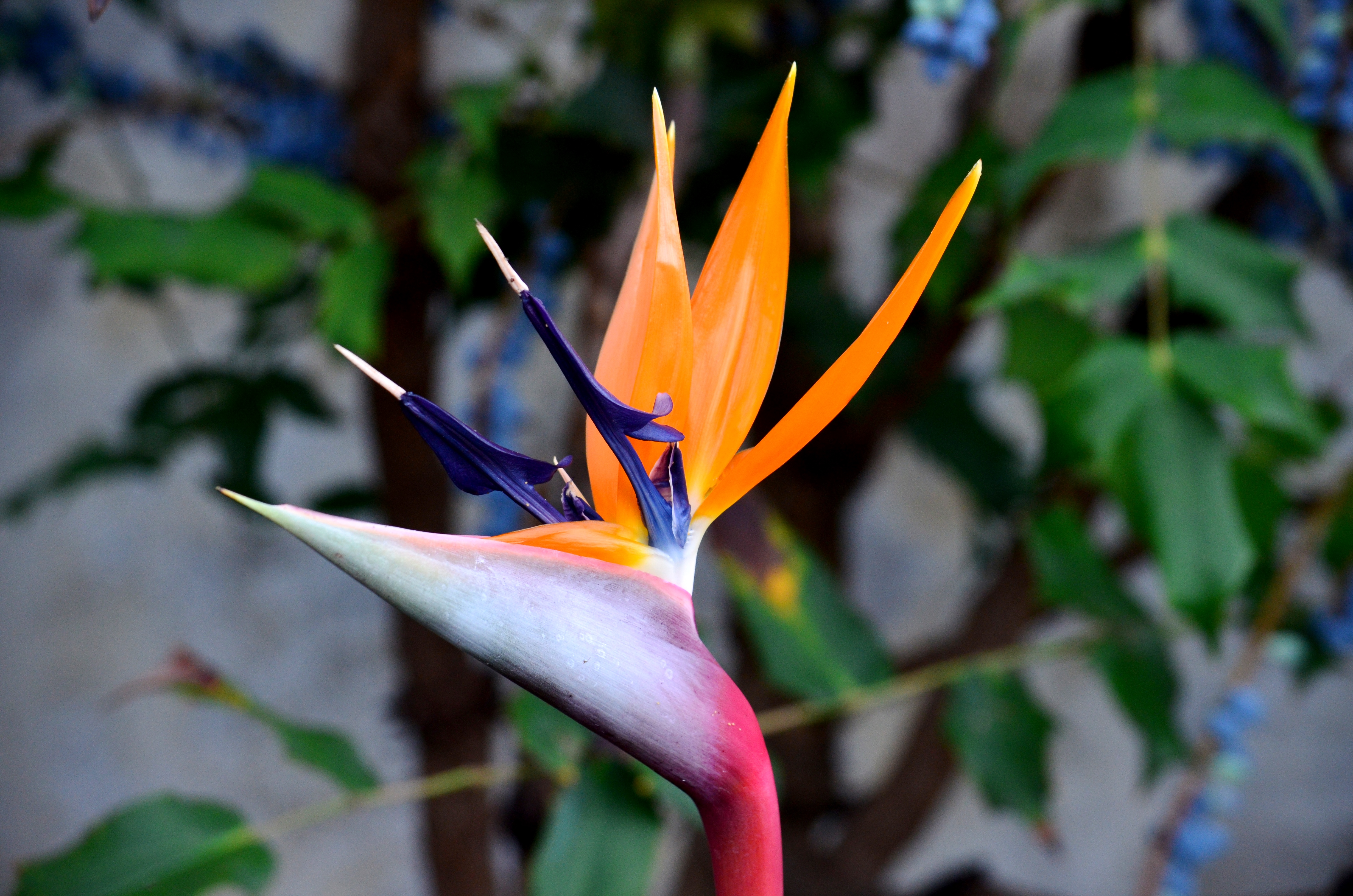 Bird of Paradise