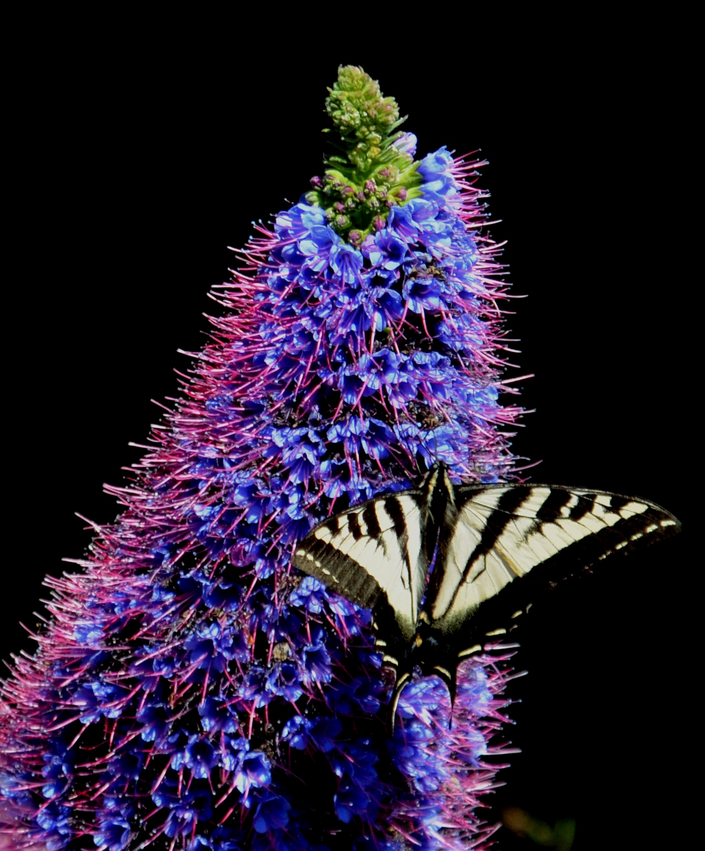 butterfly surprise.2