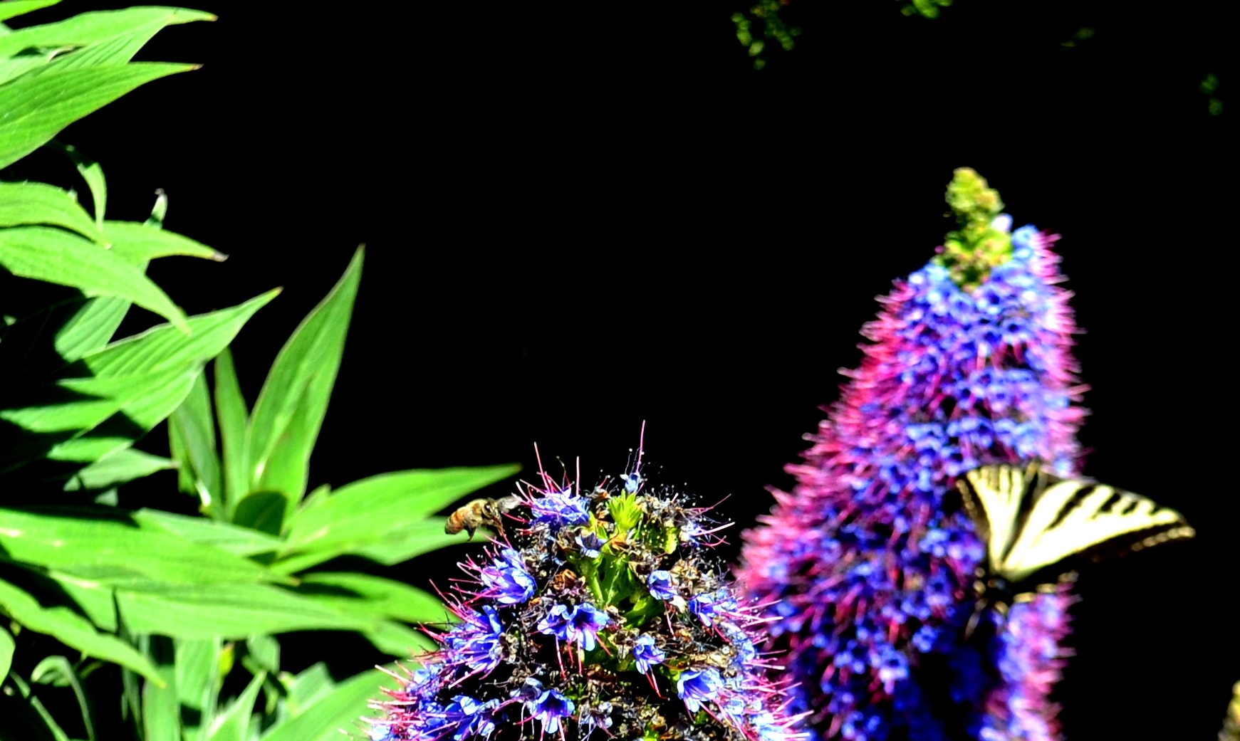 butterfly surprise.3