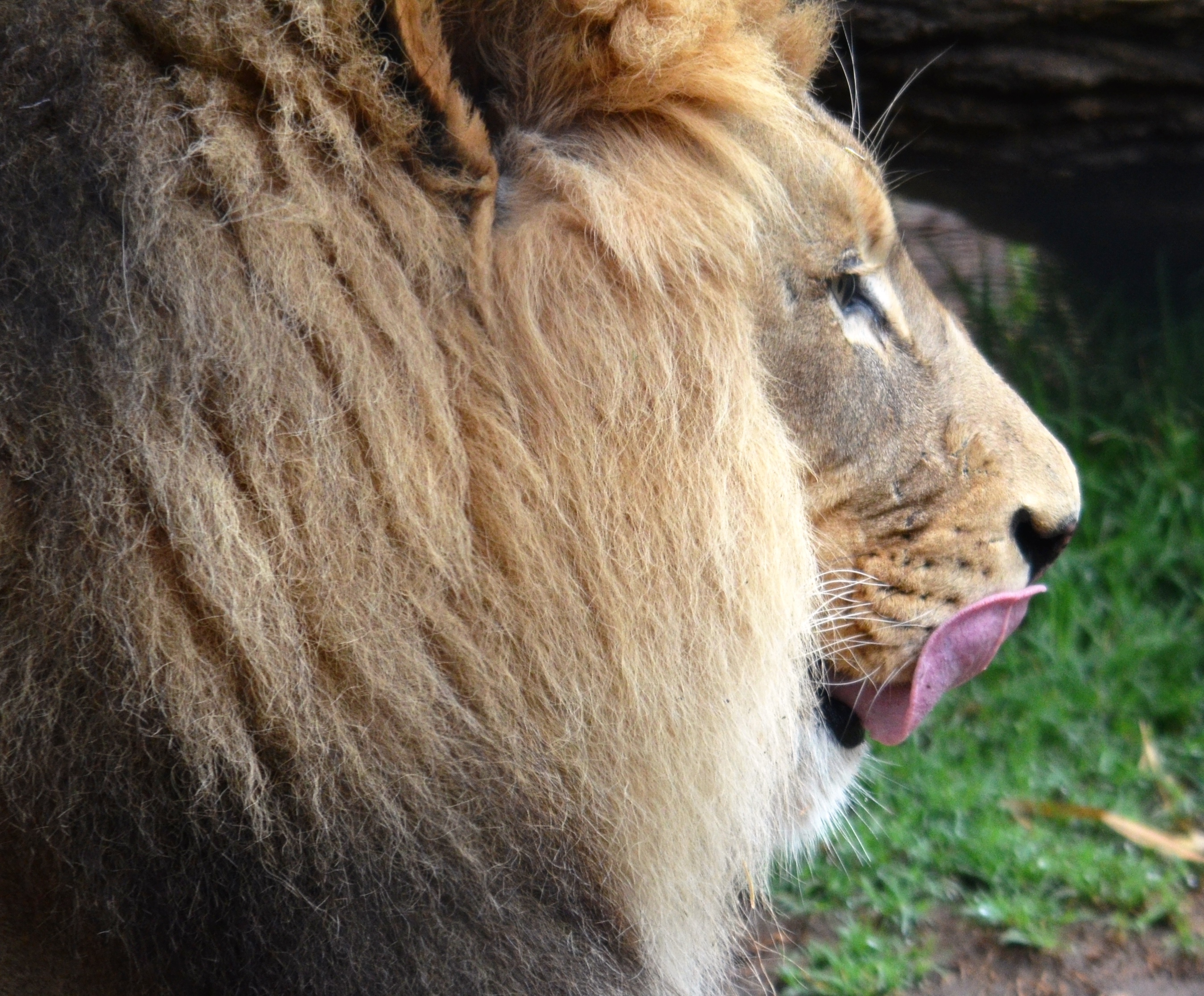 lion's tongue - Copy