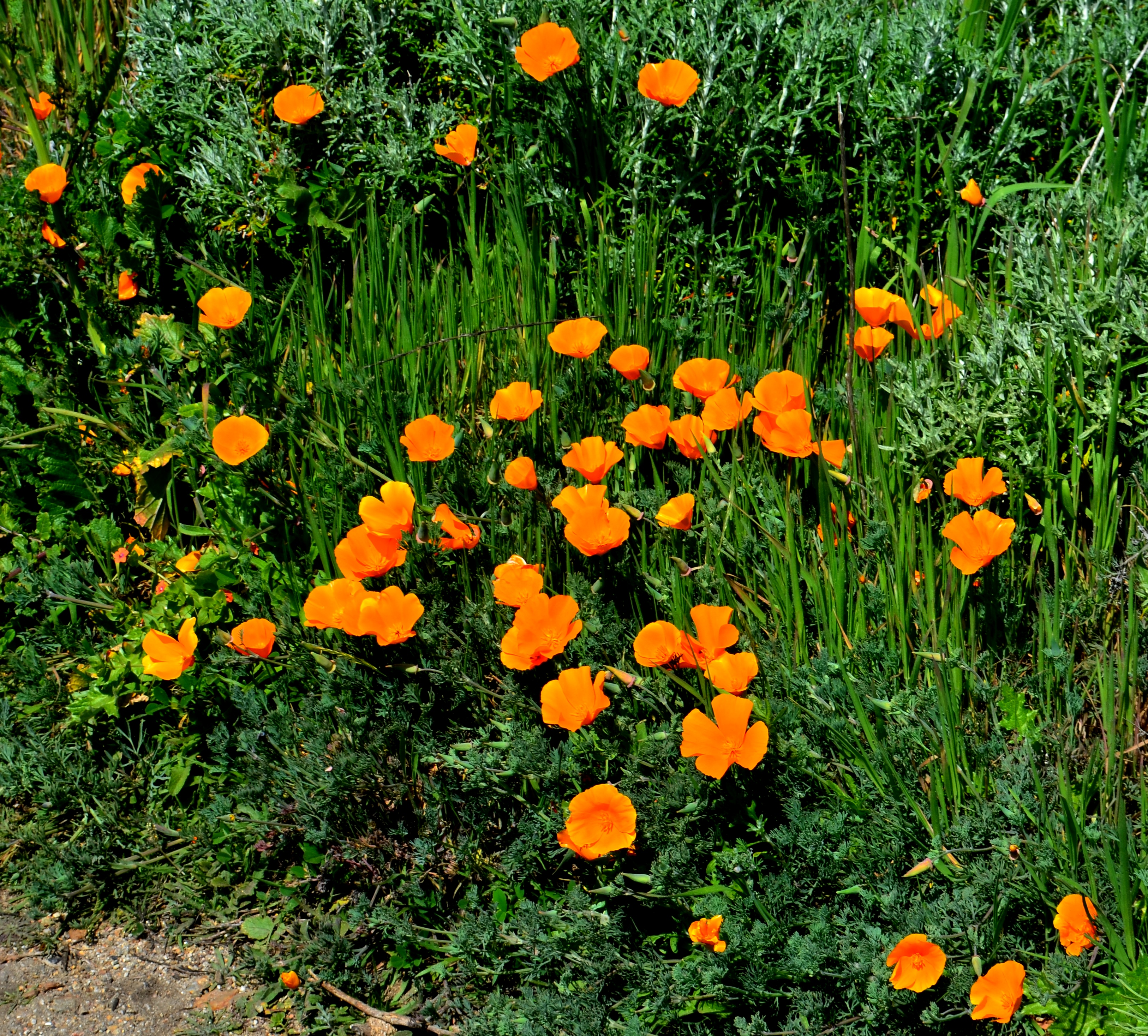 point lobos poppies.2