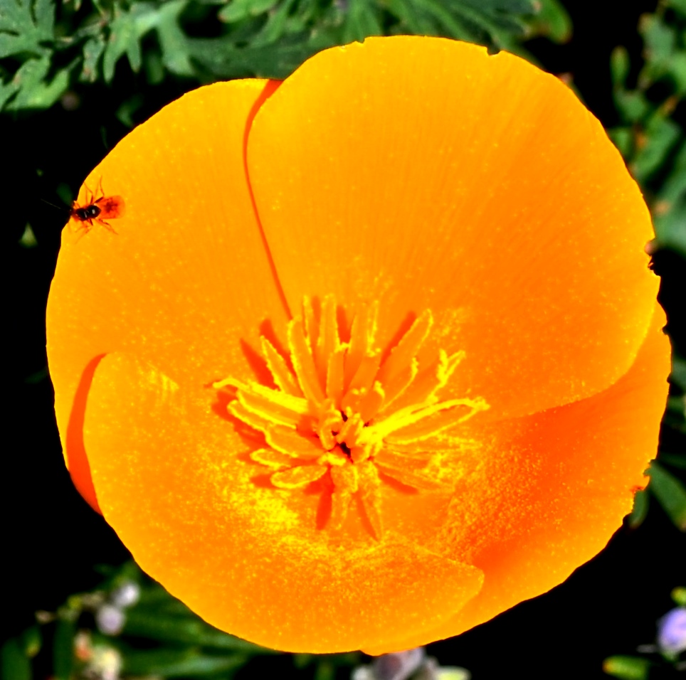 Poppy