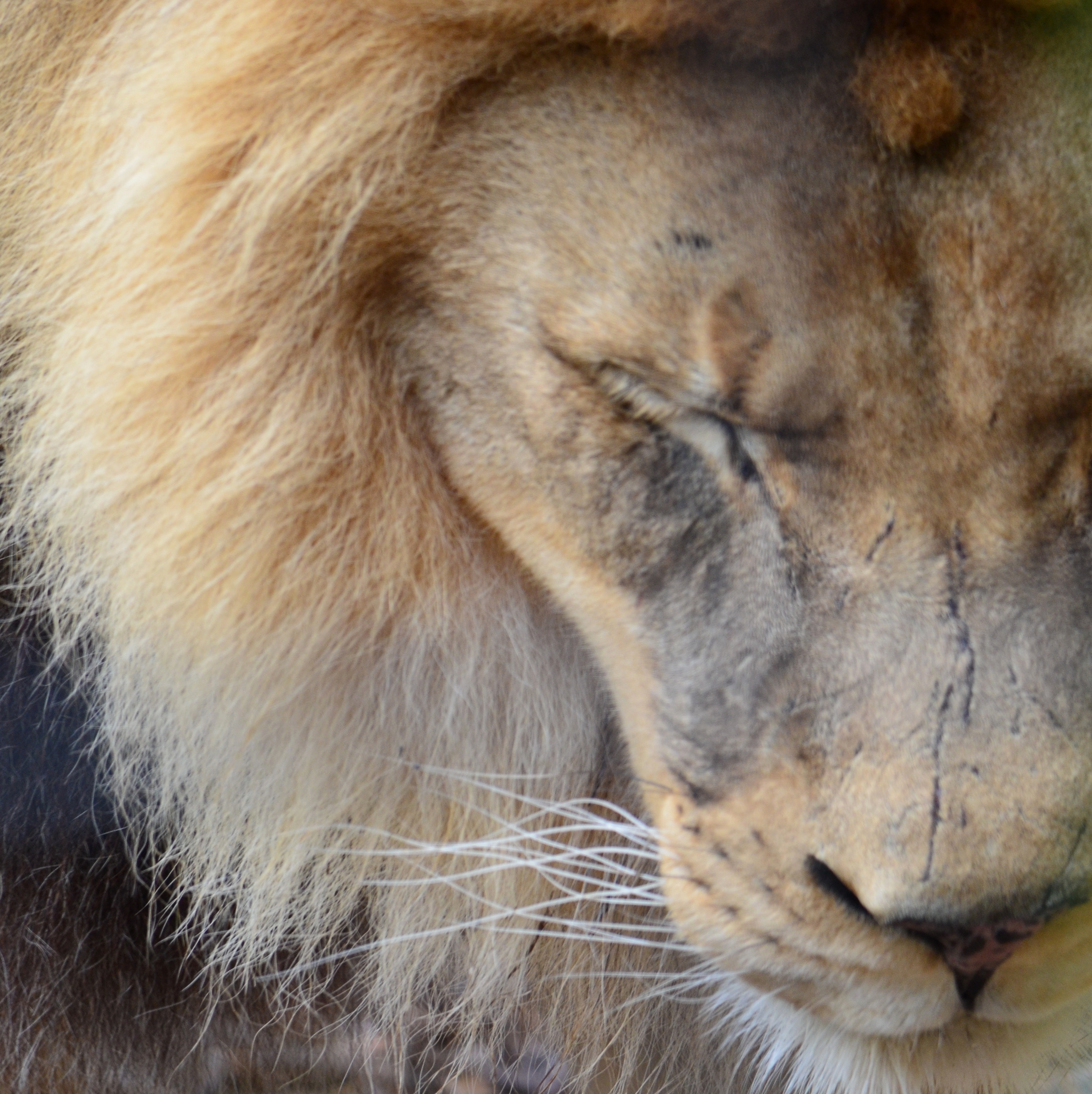 scarred lion.2 - Copy