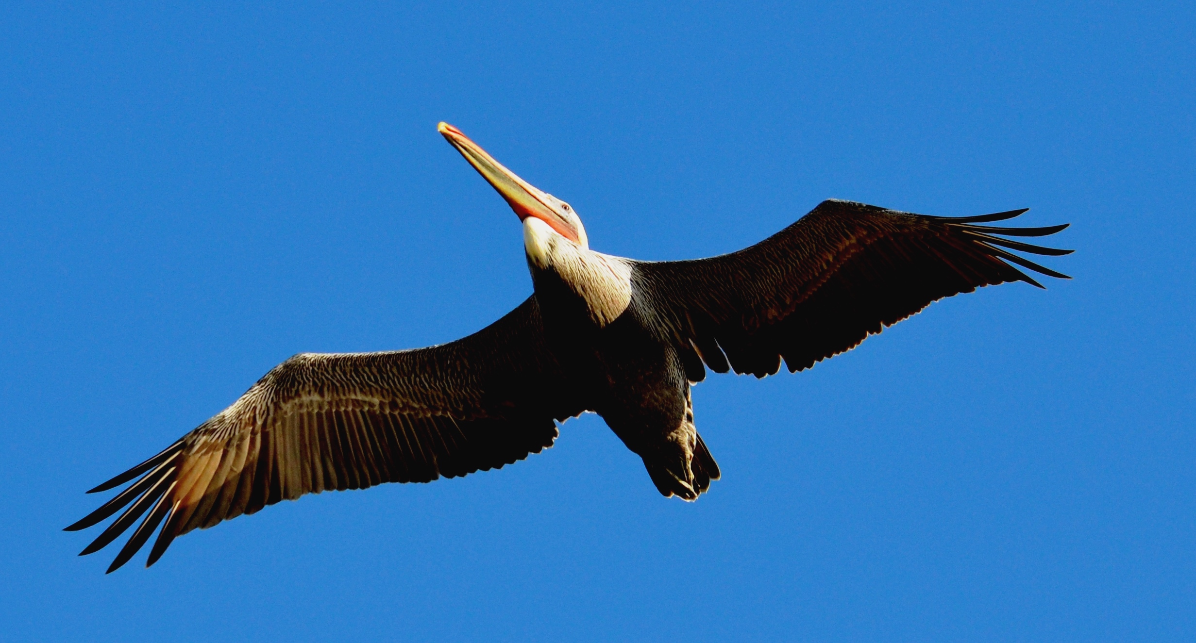 pelican overhead