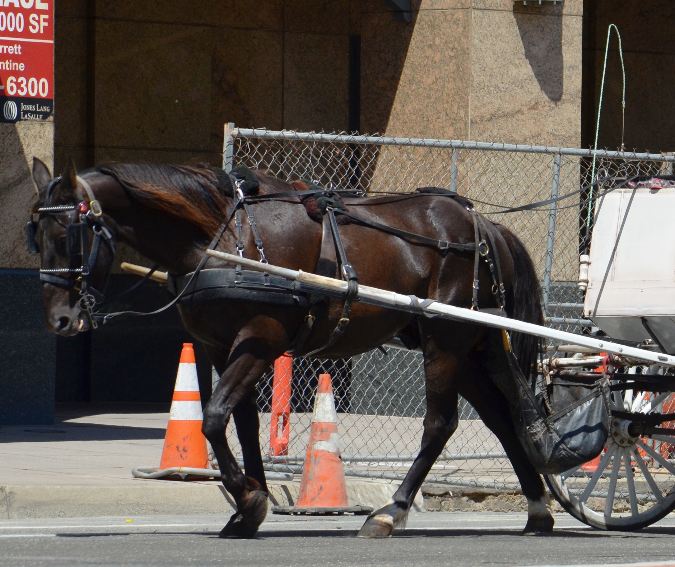 horse2
