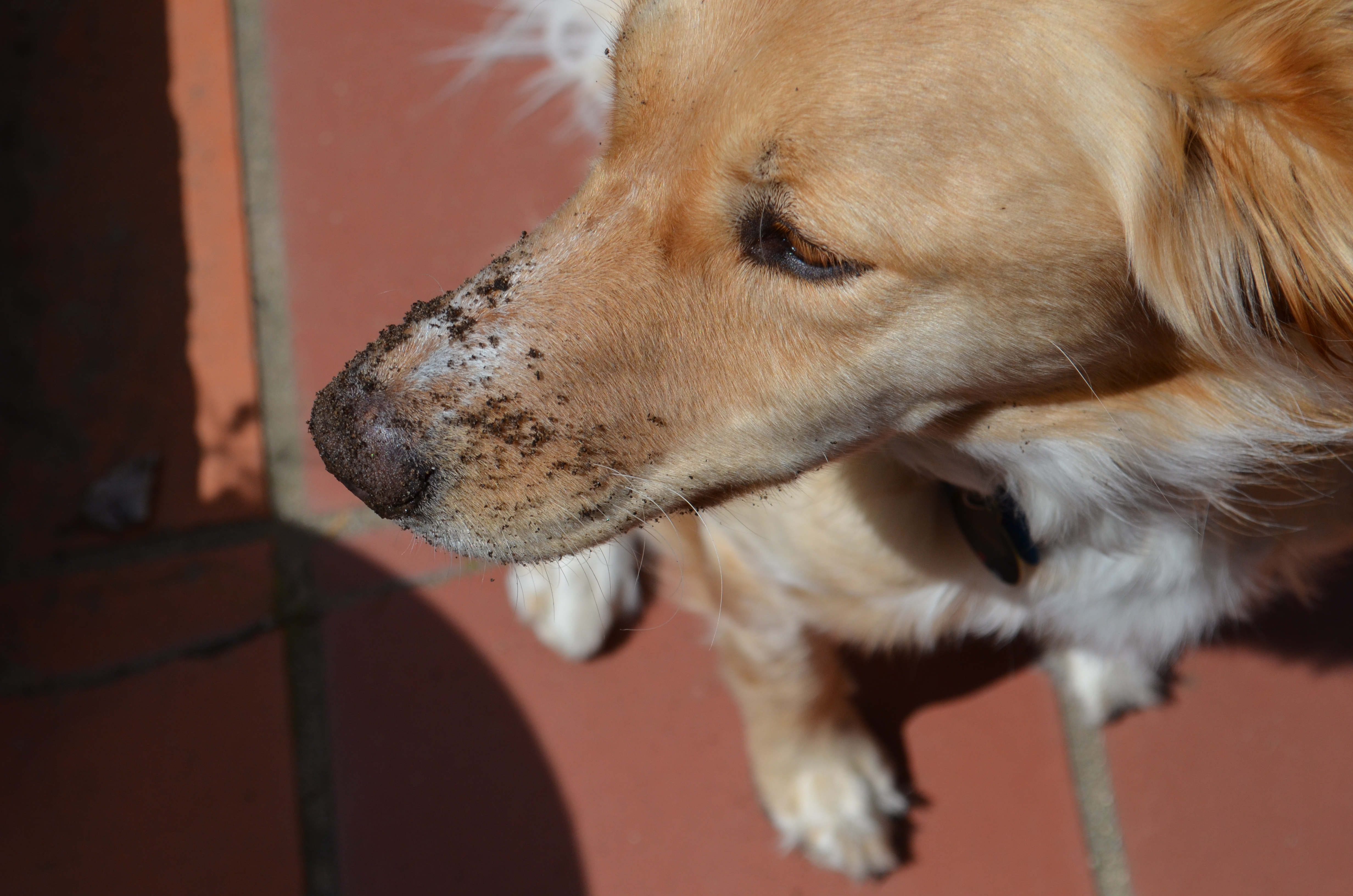 molly and the gopher.1