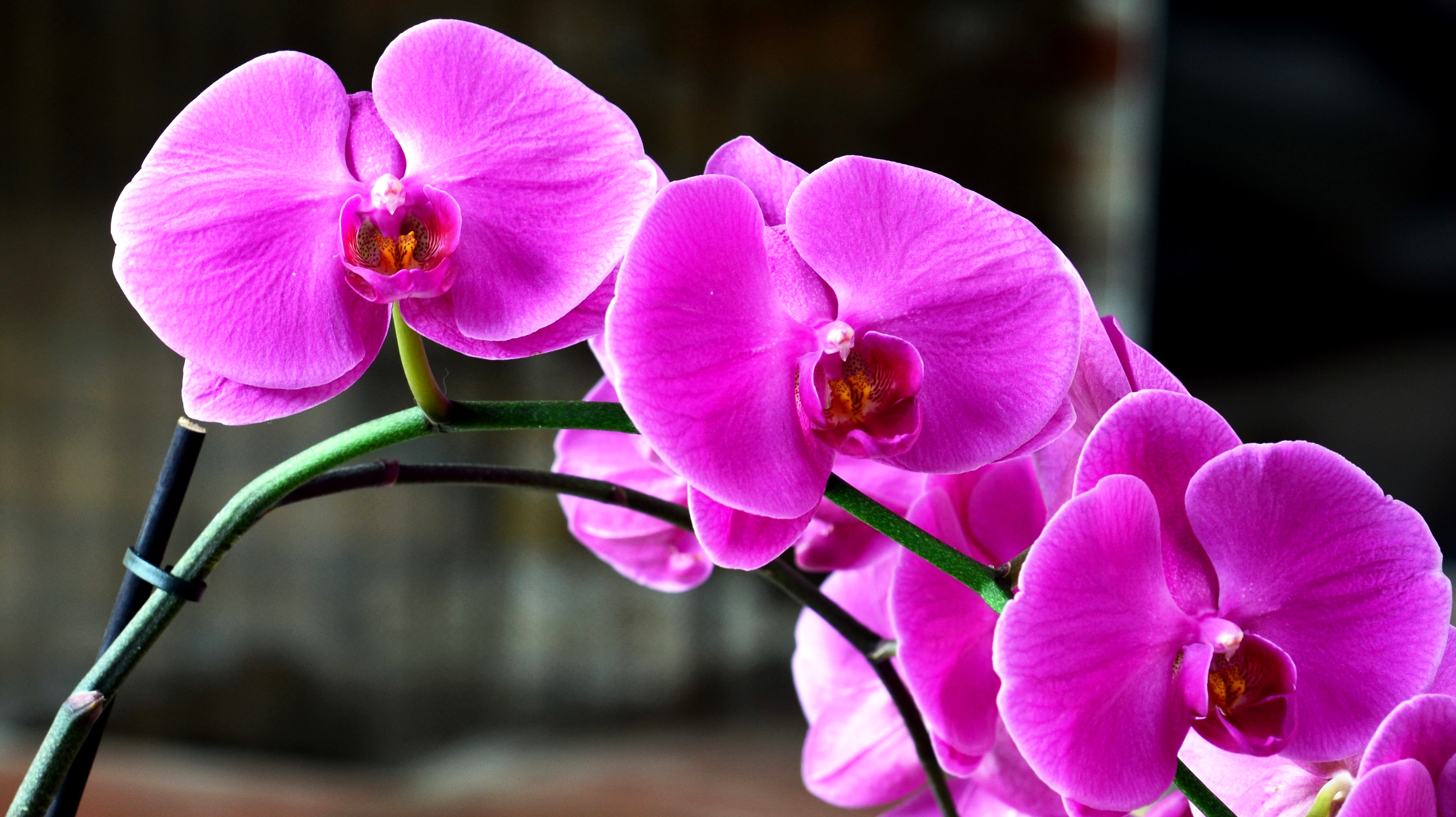 orchid - Copy