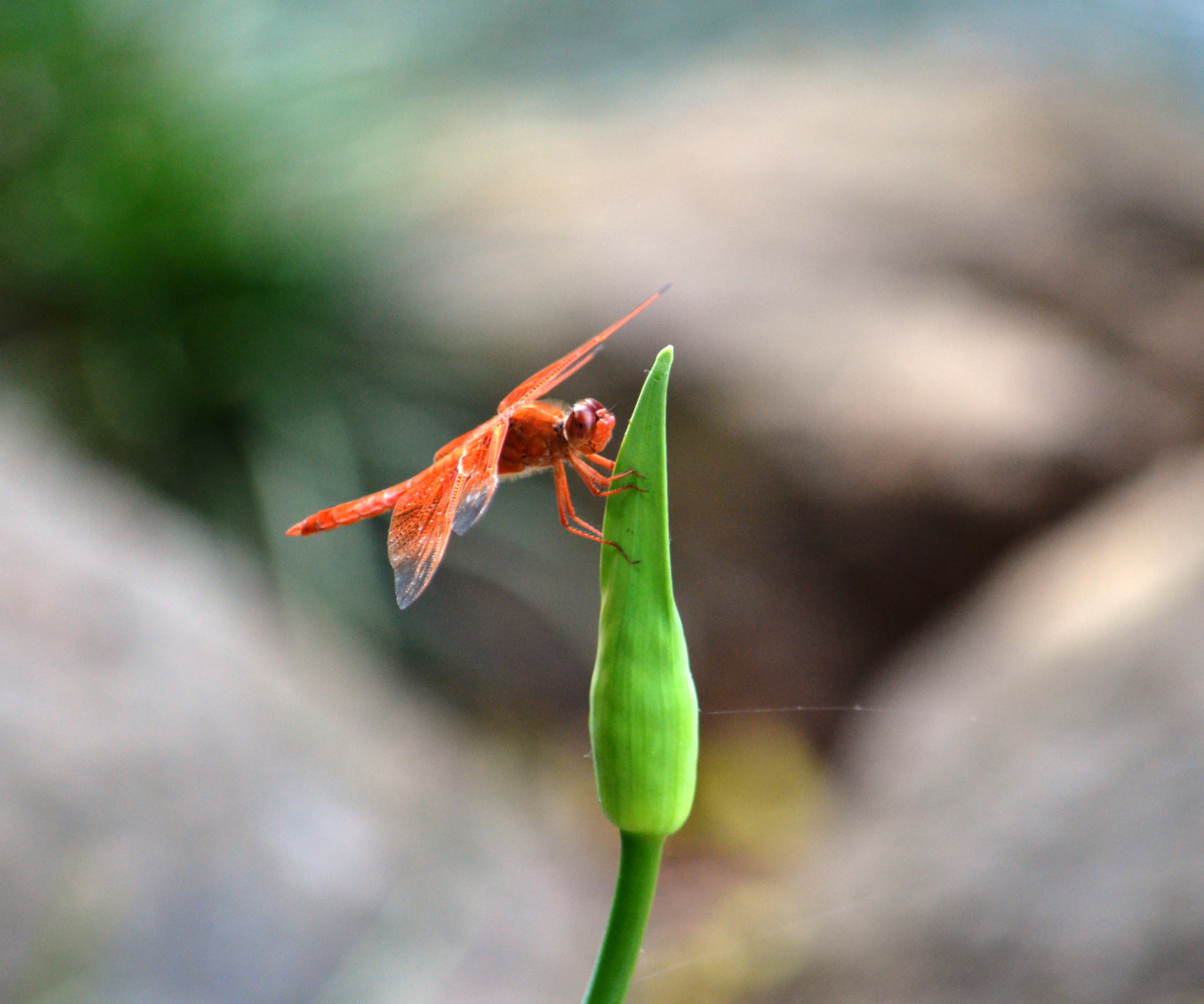 red dragonfly
