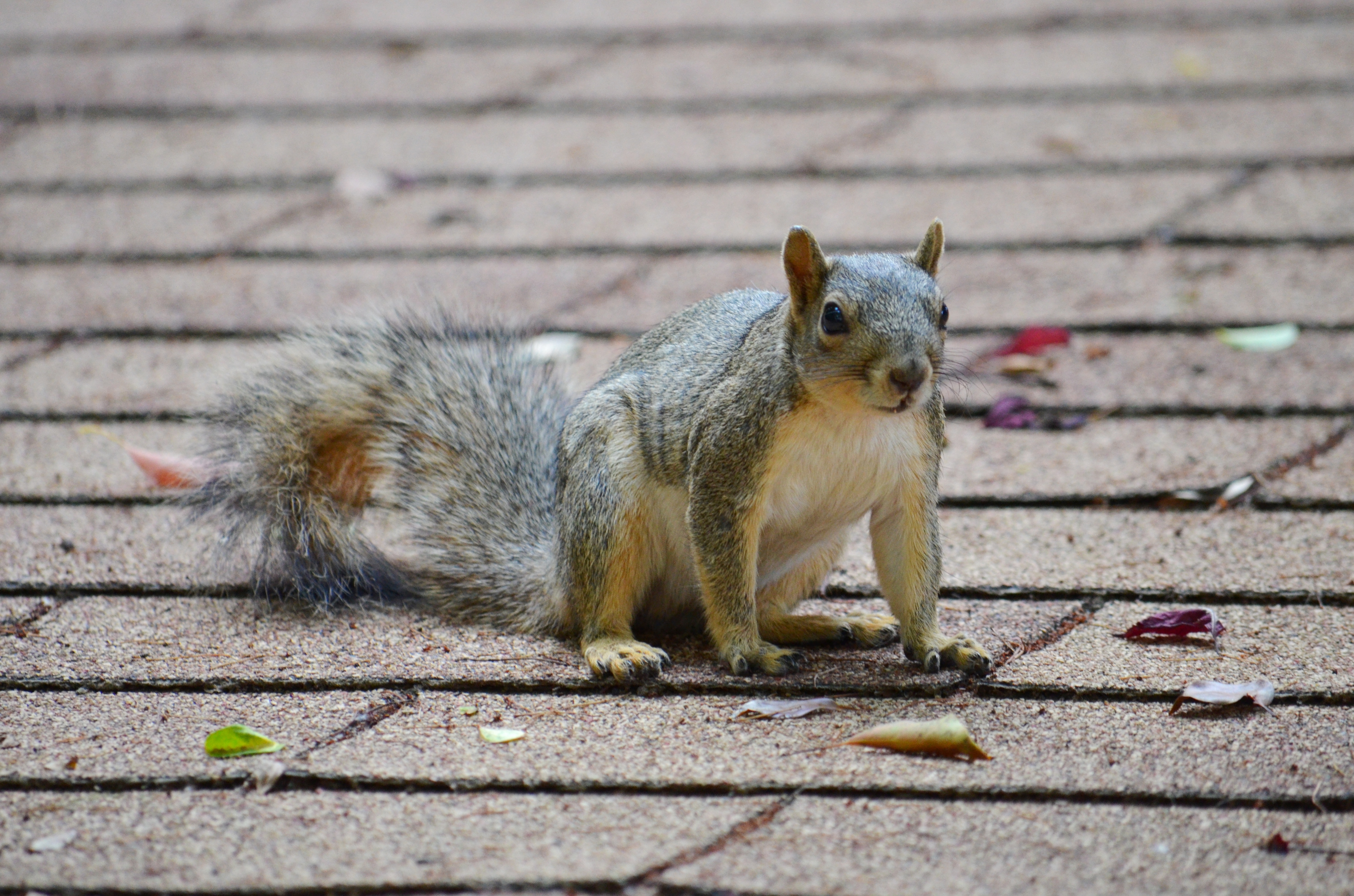 squirrel on roof