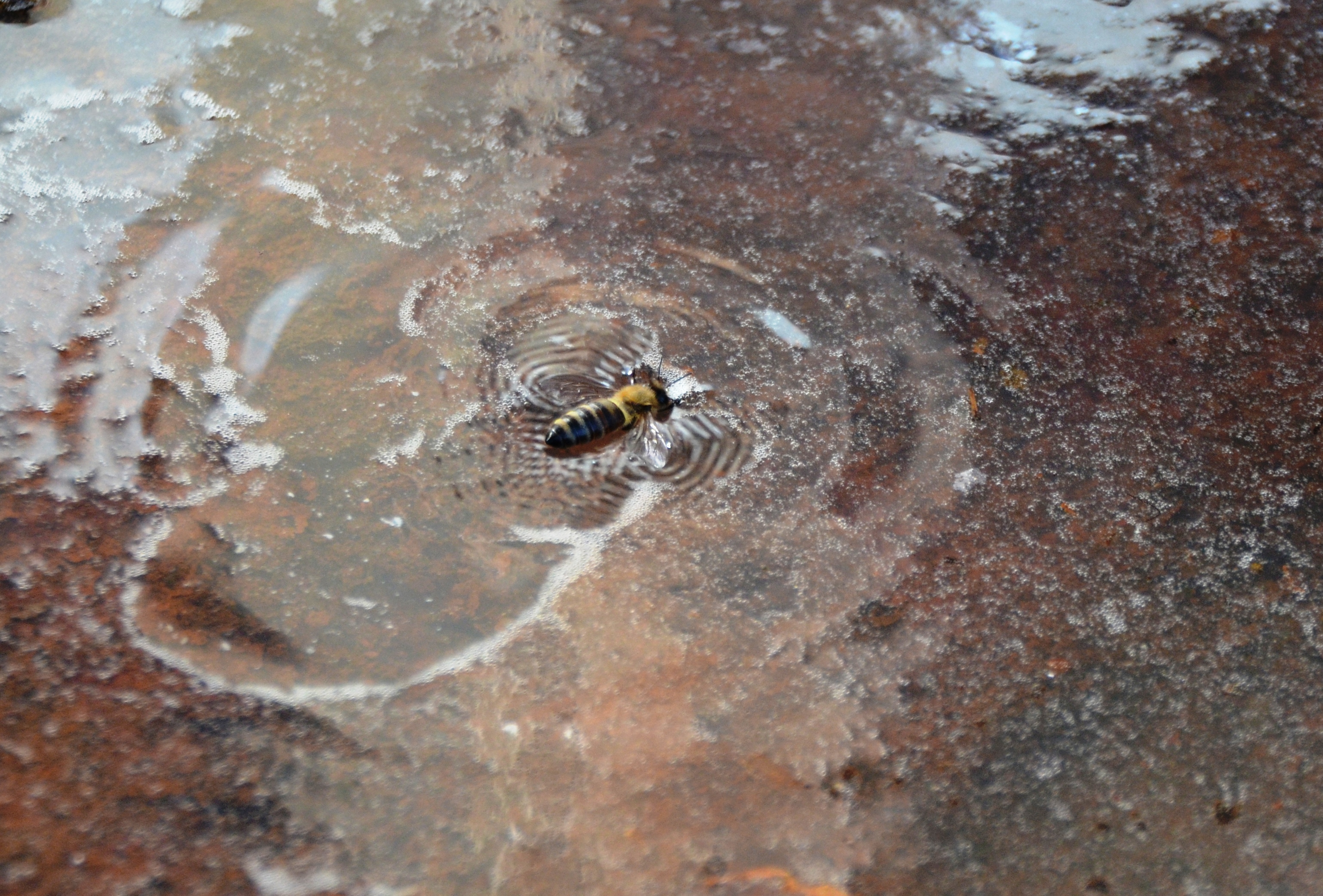 Bee swimming