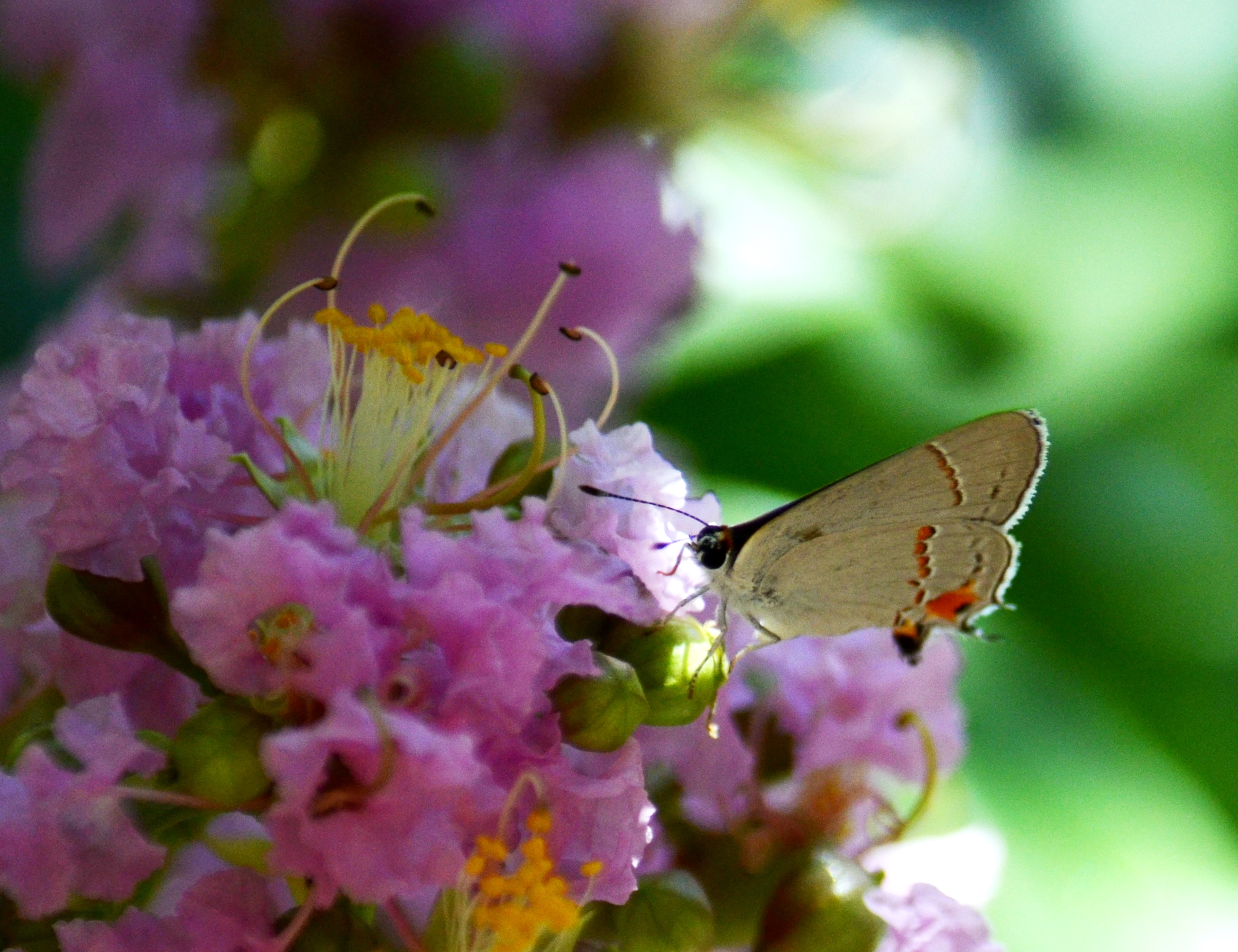 butterfly in myrtle.2