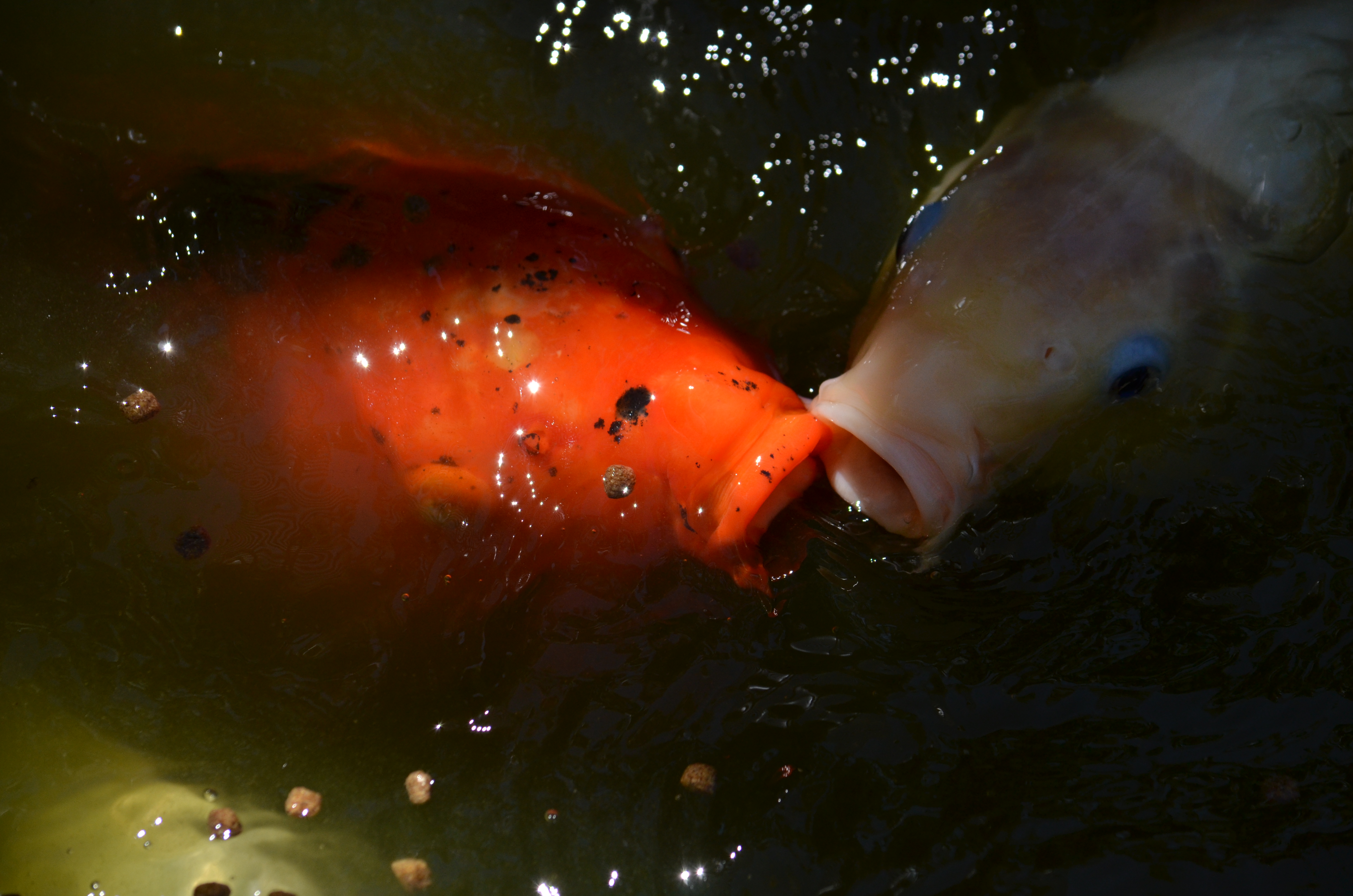 koi eating