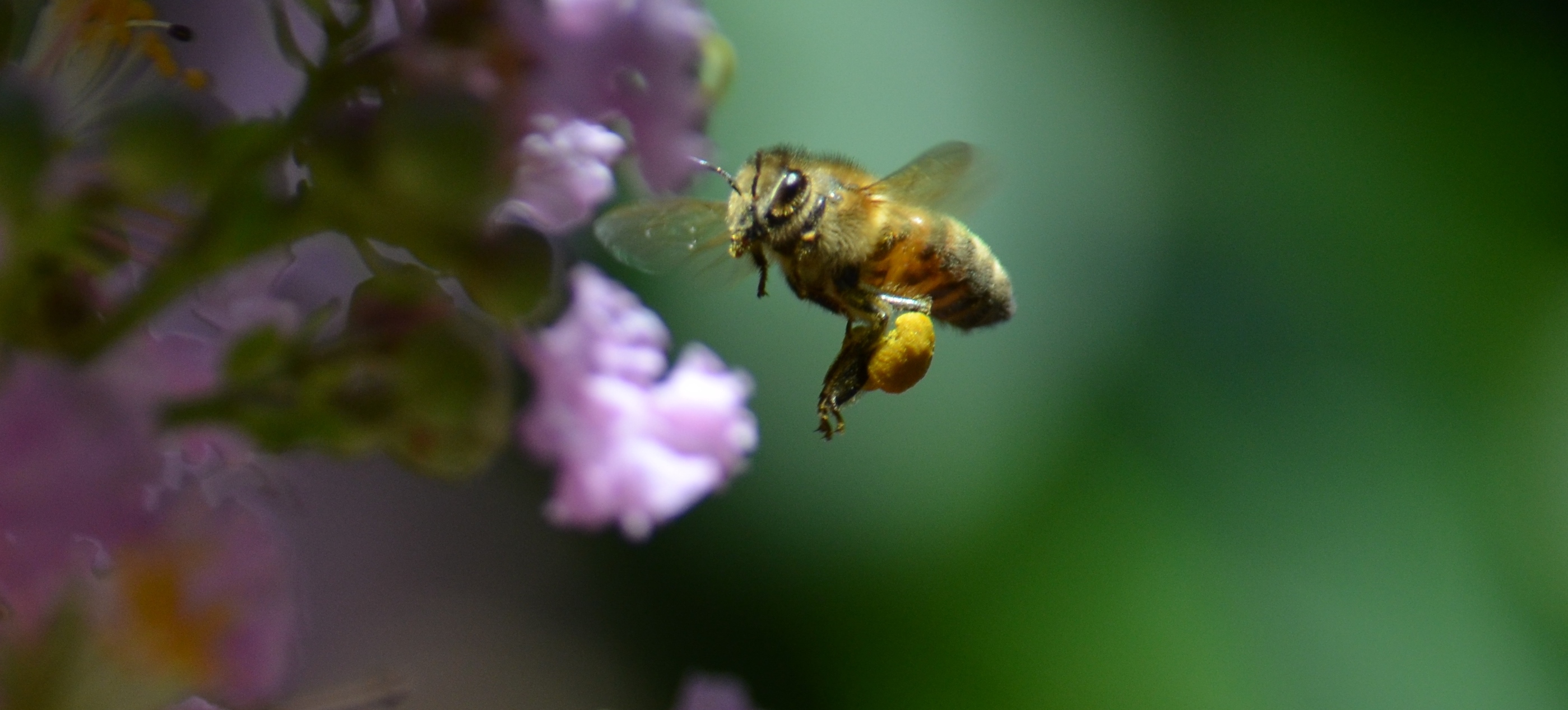 pollen sacs - Copy (2)