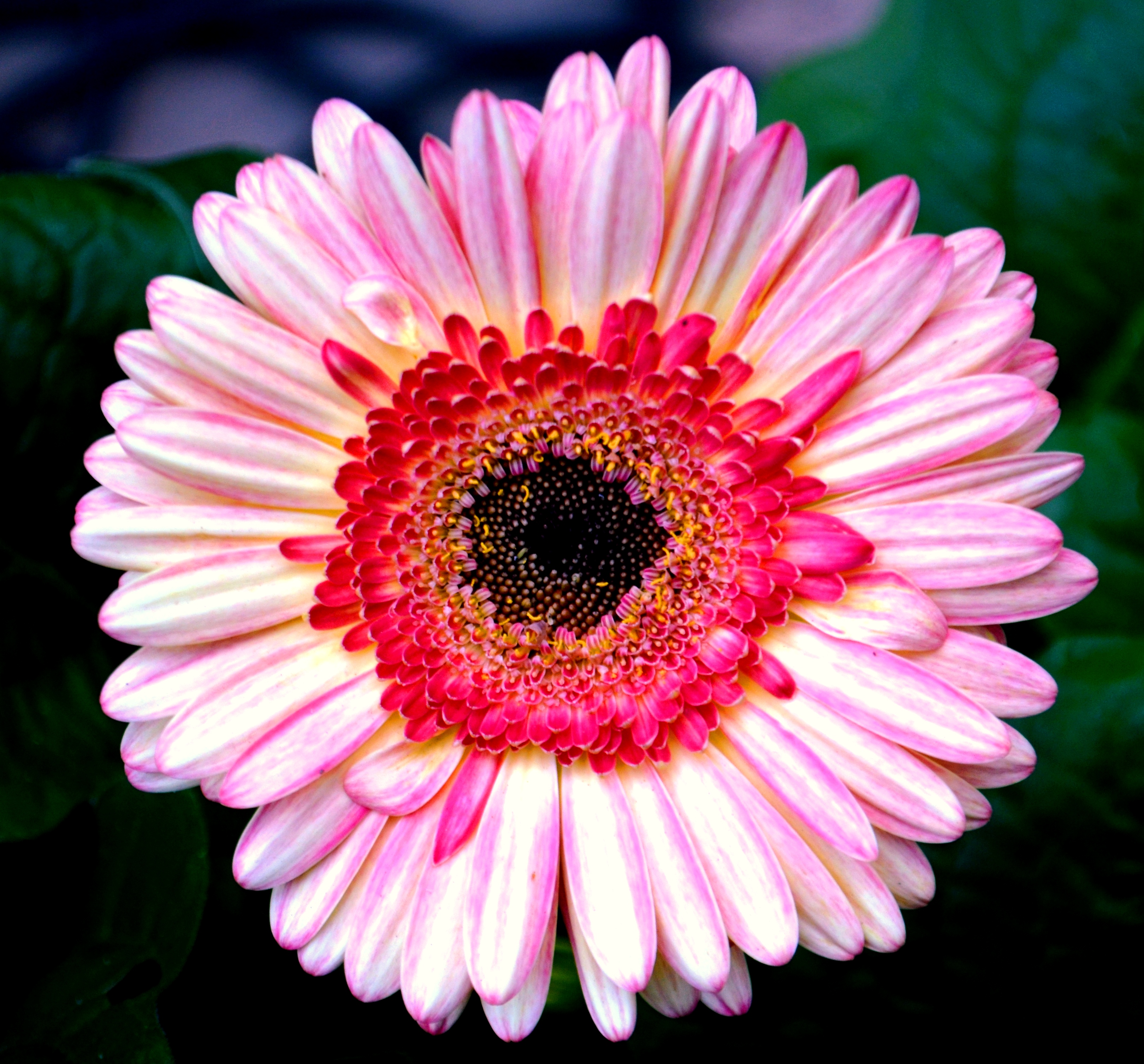 Gerbera Daisy