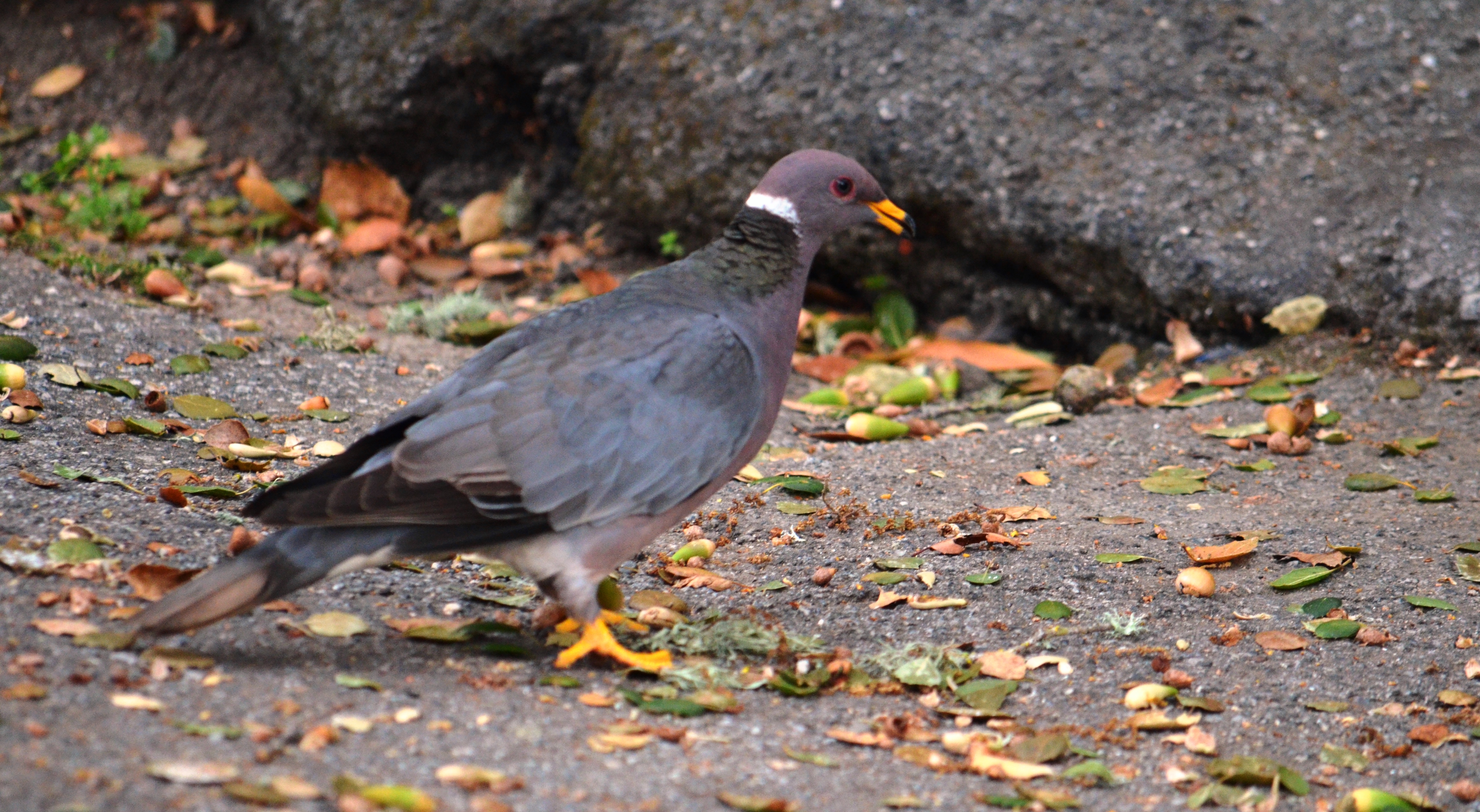 ring necked pigeon