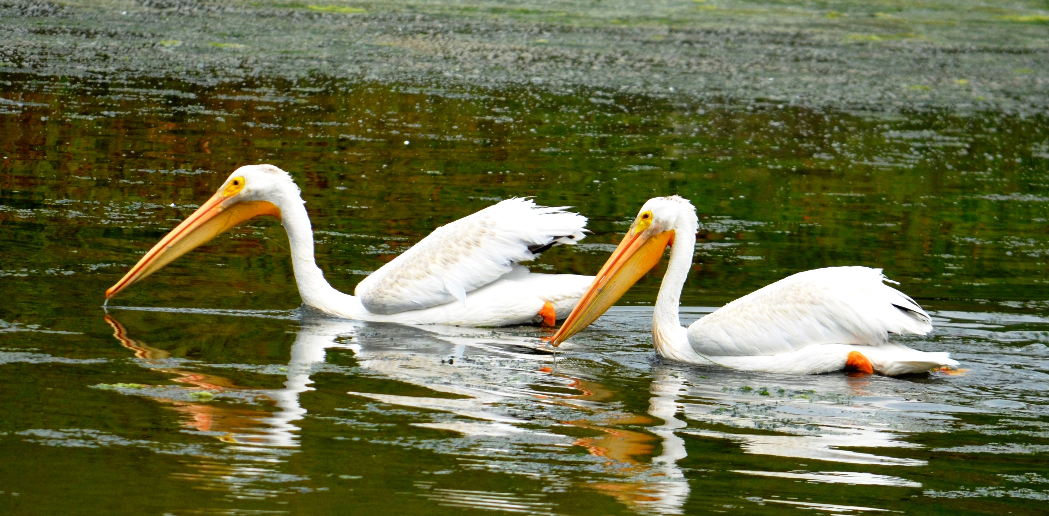 white pelican2 - Copy