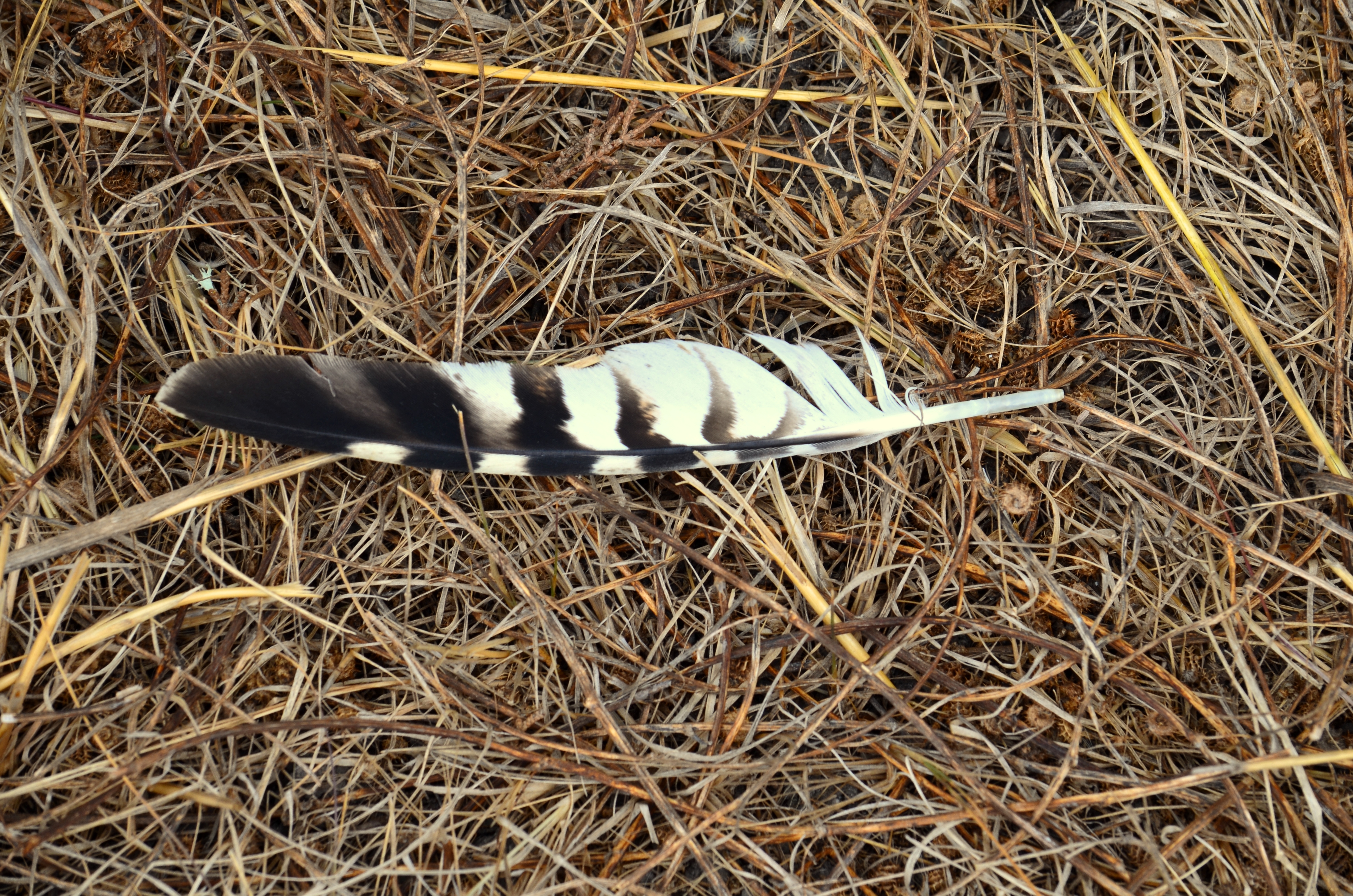 hawk-feather