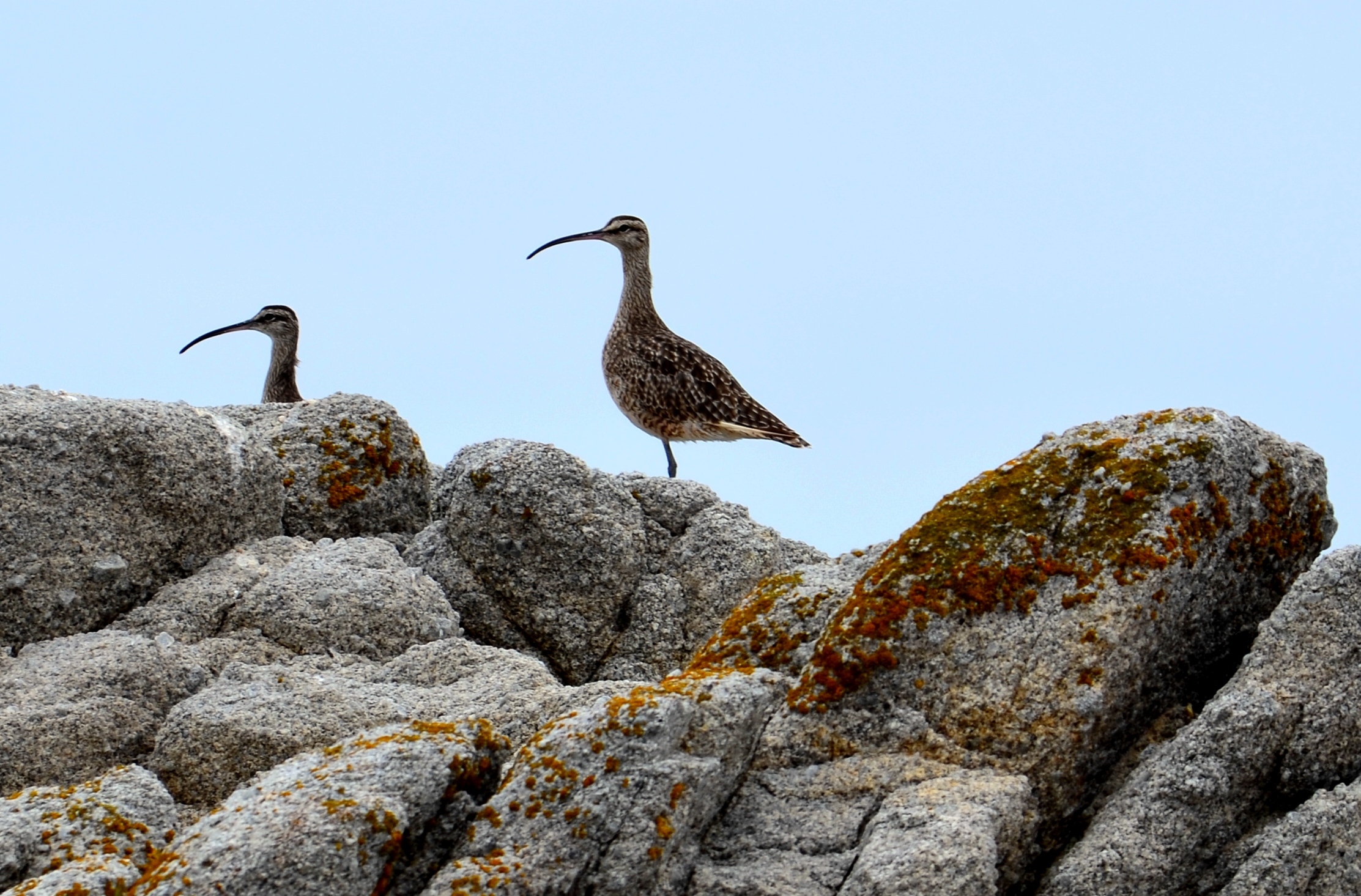 sandpipers asilomar