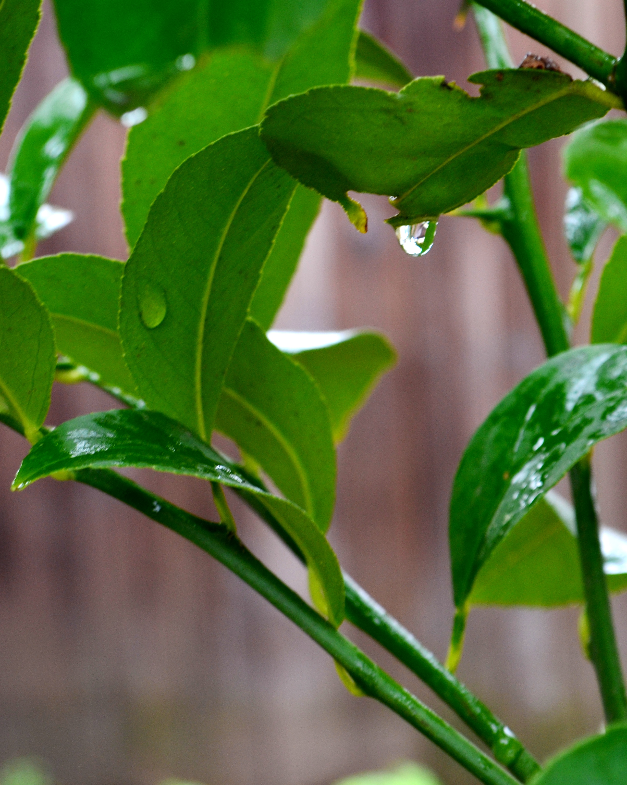 raindrop-on-lemon-tree