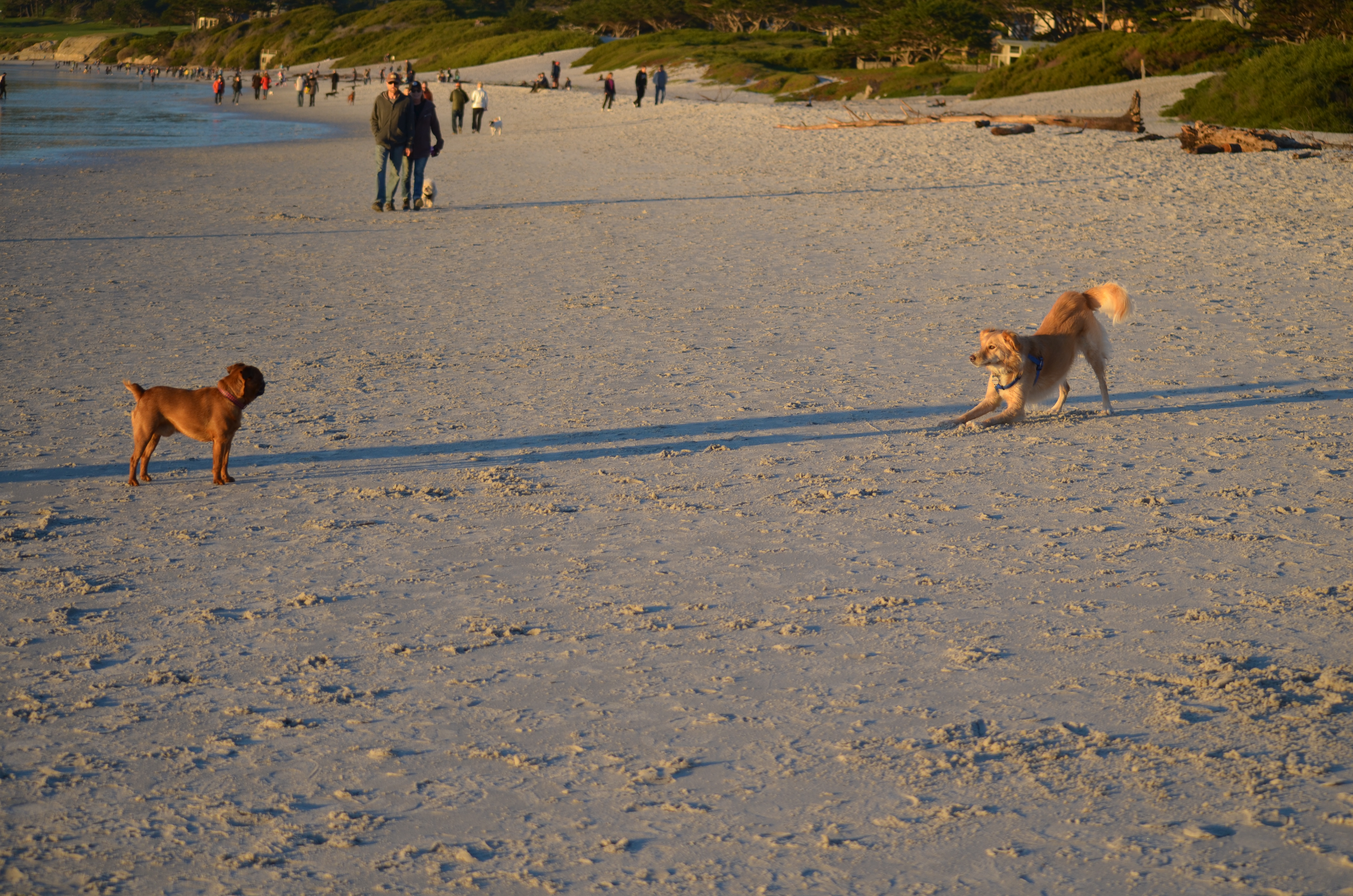 the-molly-challenge-2