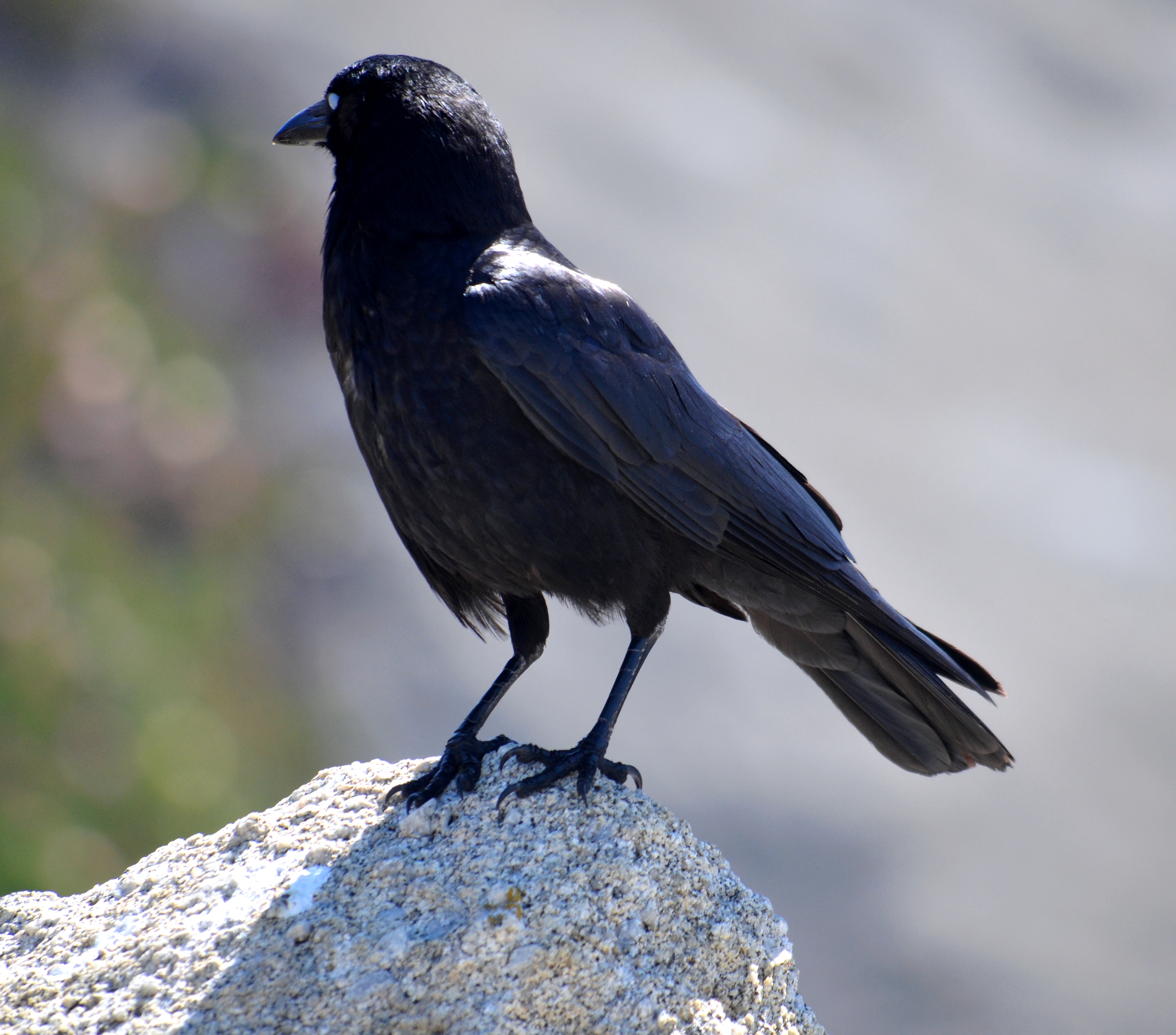 crow