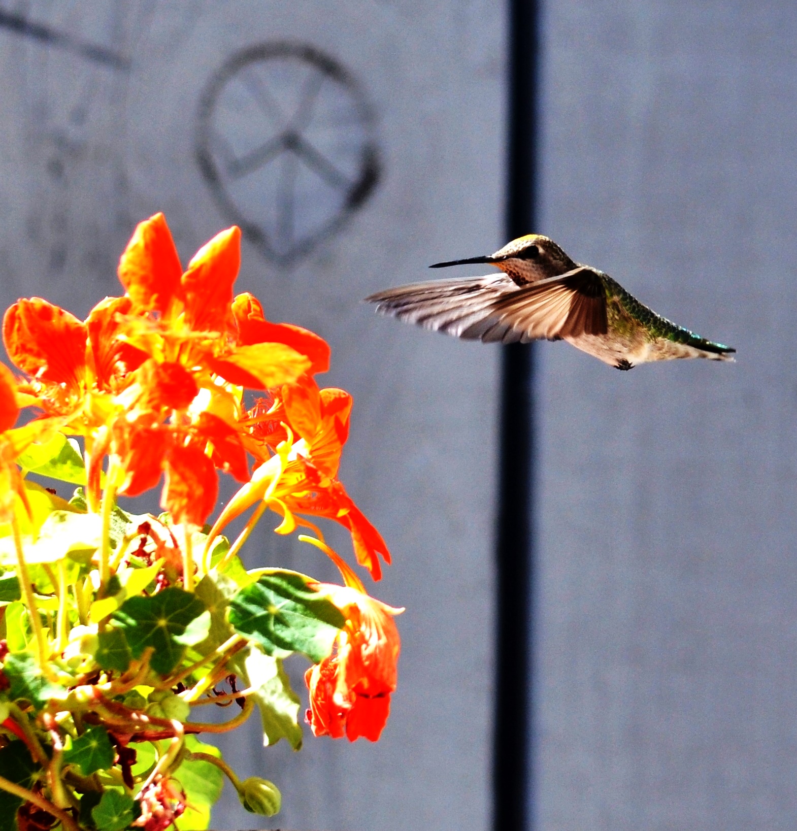 humming bird whammy