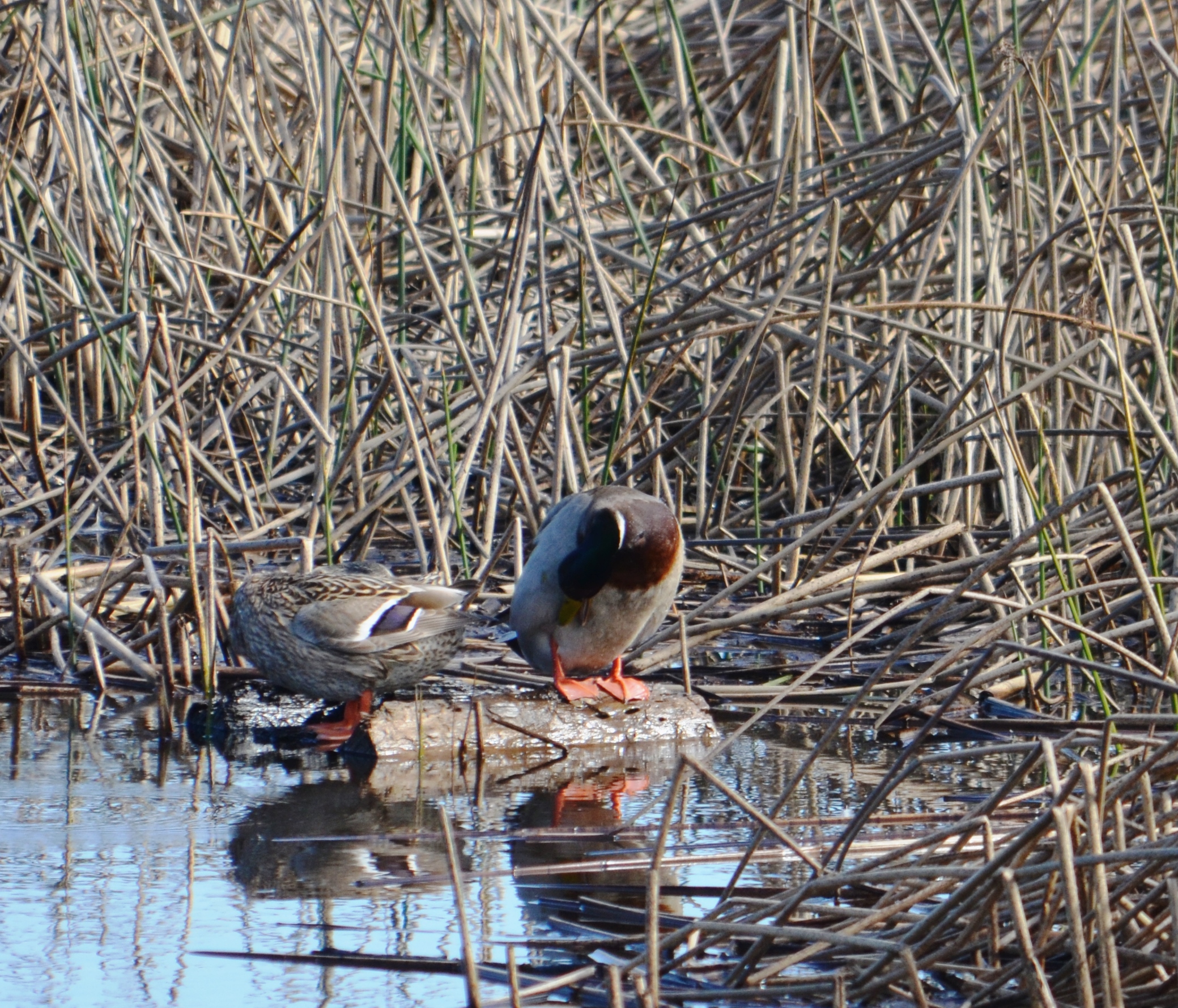 mallards2