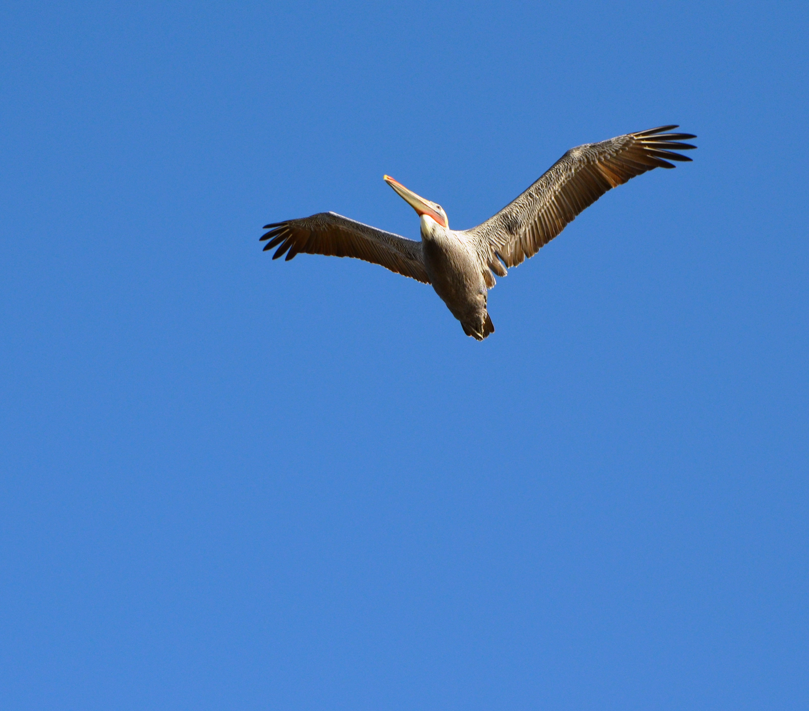 pelican overhead1