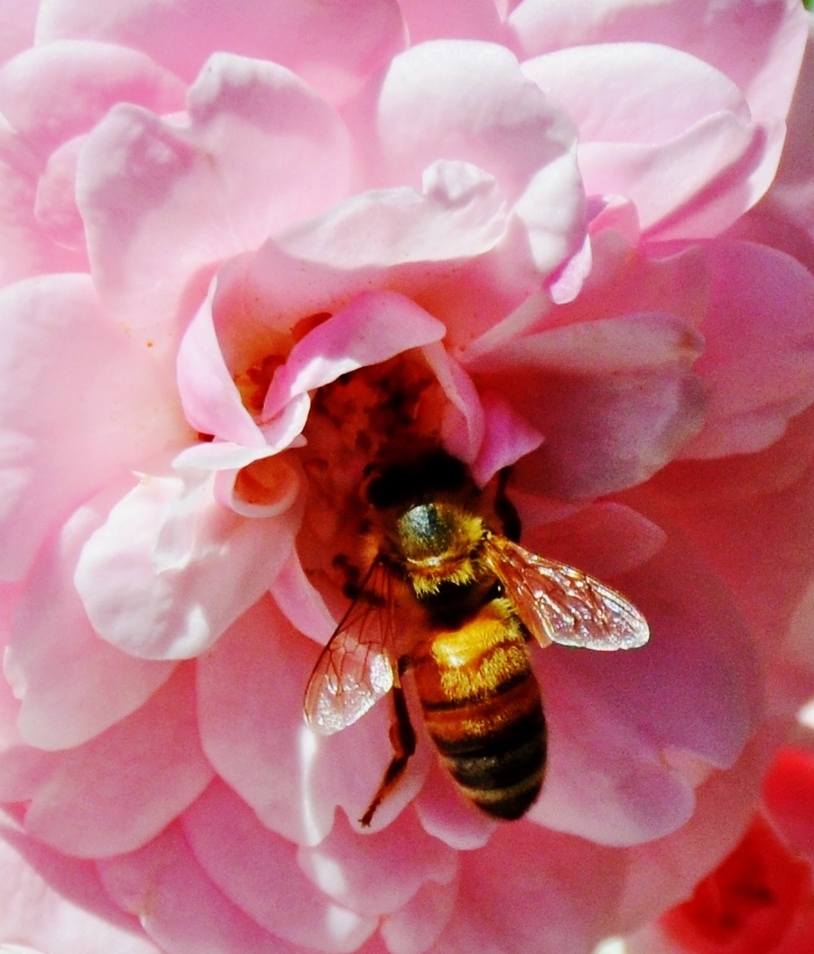 bee in flower - Copy - Copy