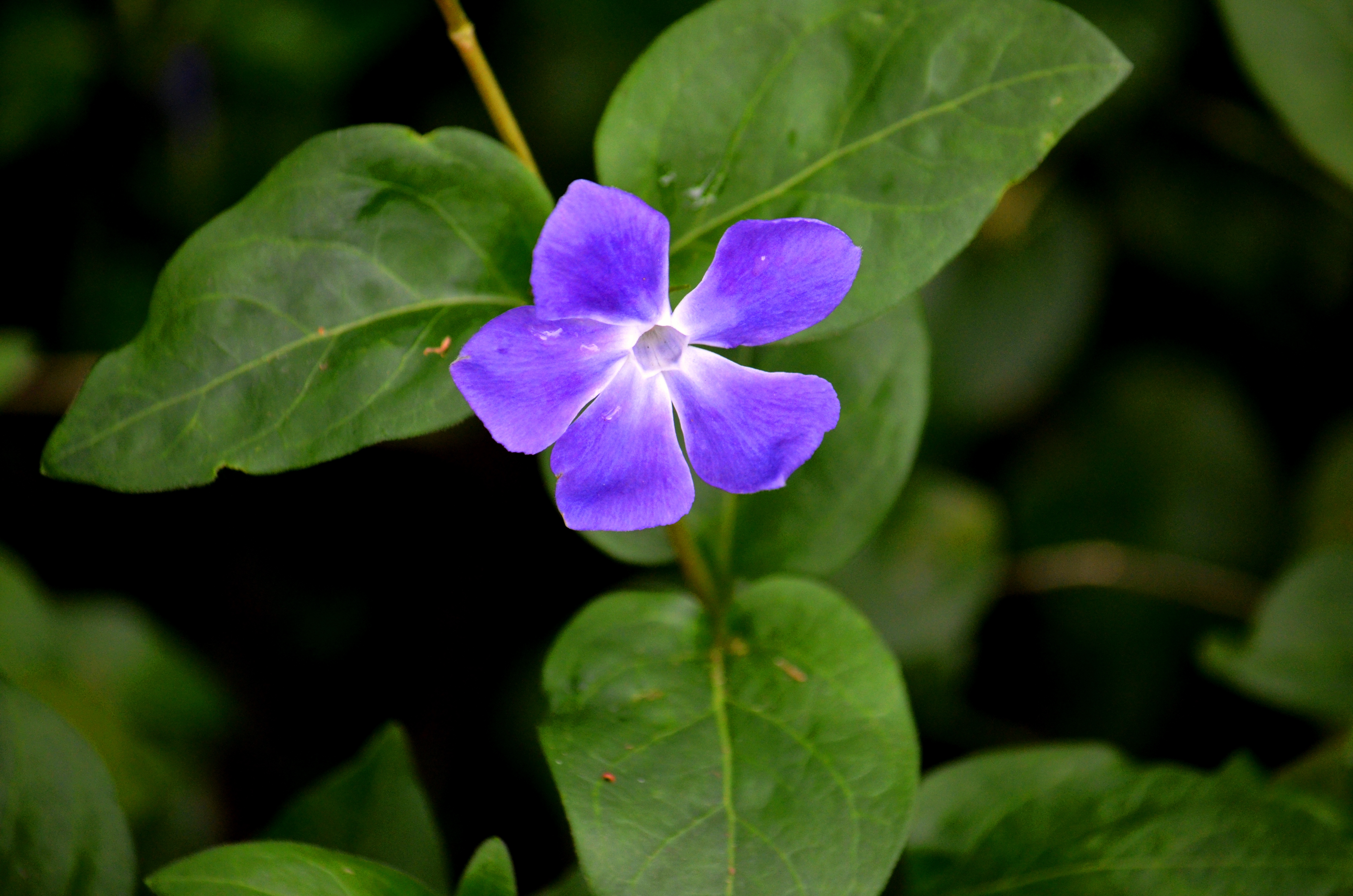 blue flower - Copy