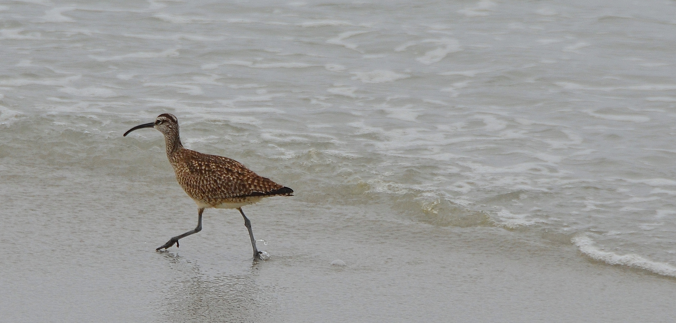 calm sandpiper