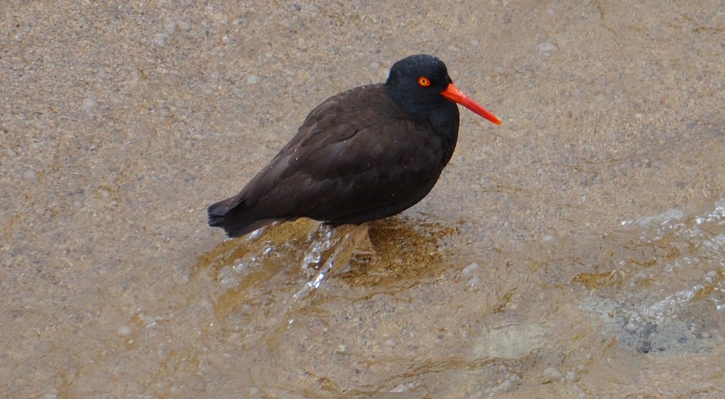 garapatta bird2 - Copy