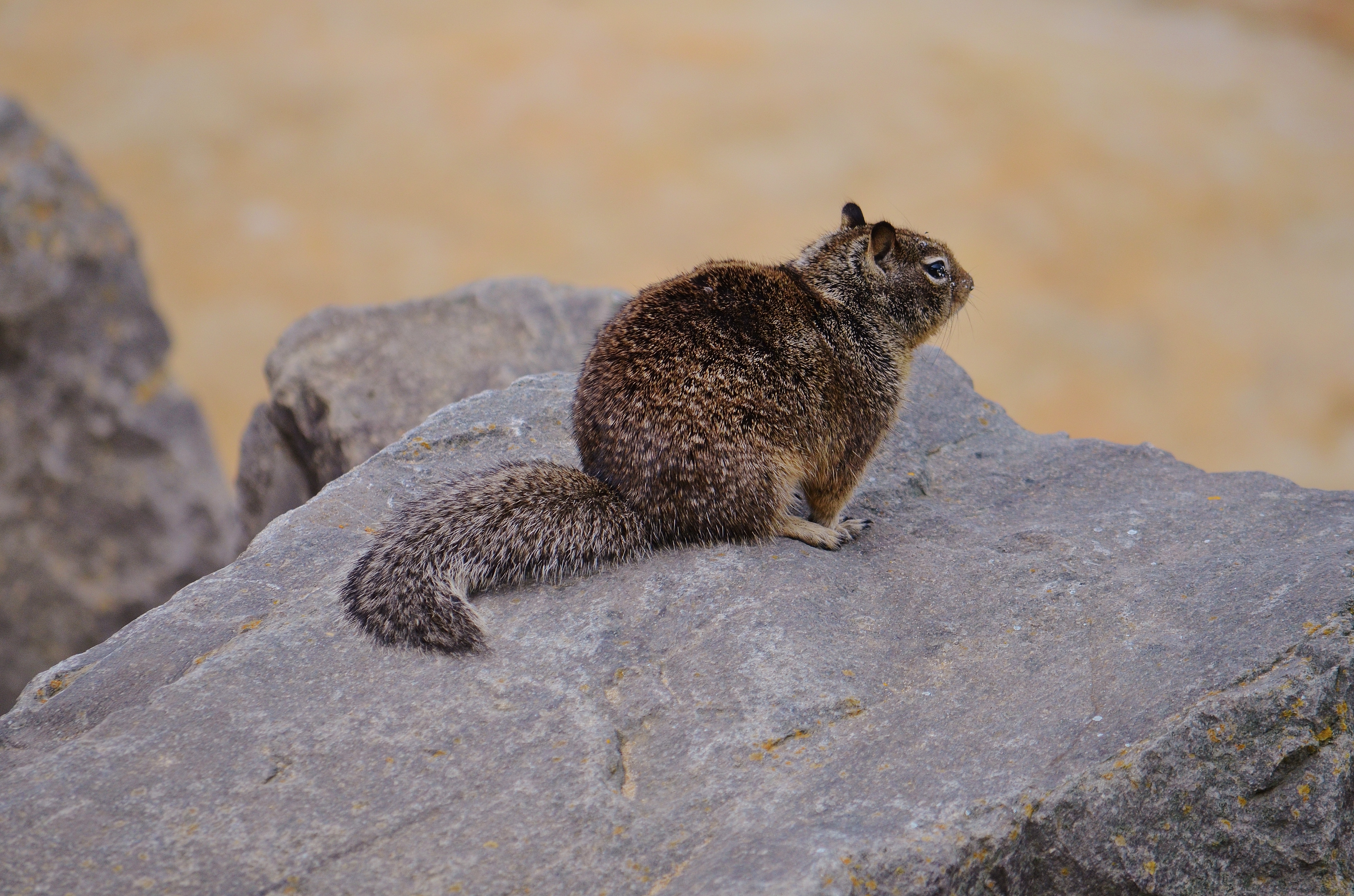 squirrel at beach