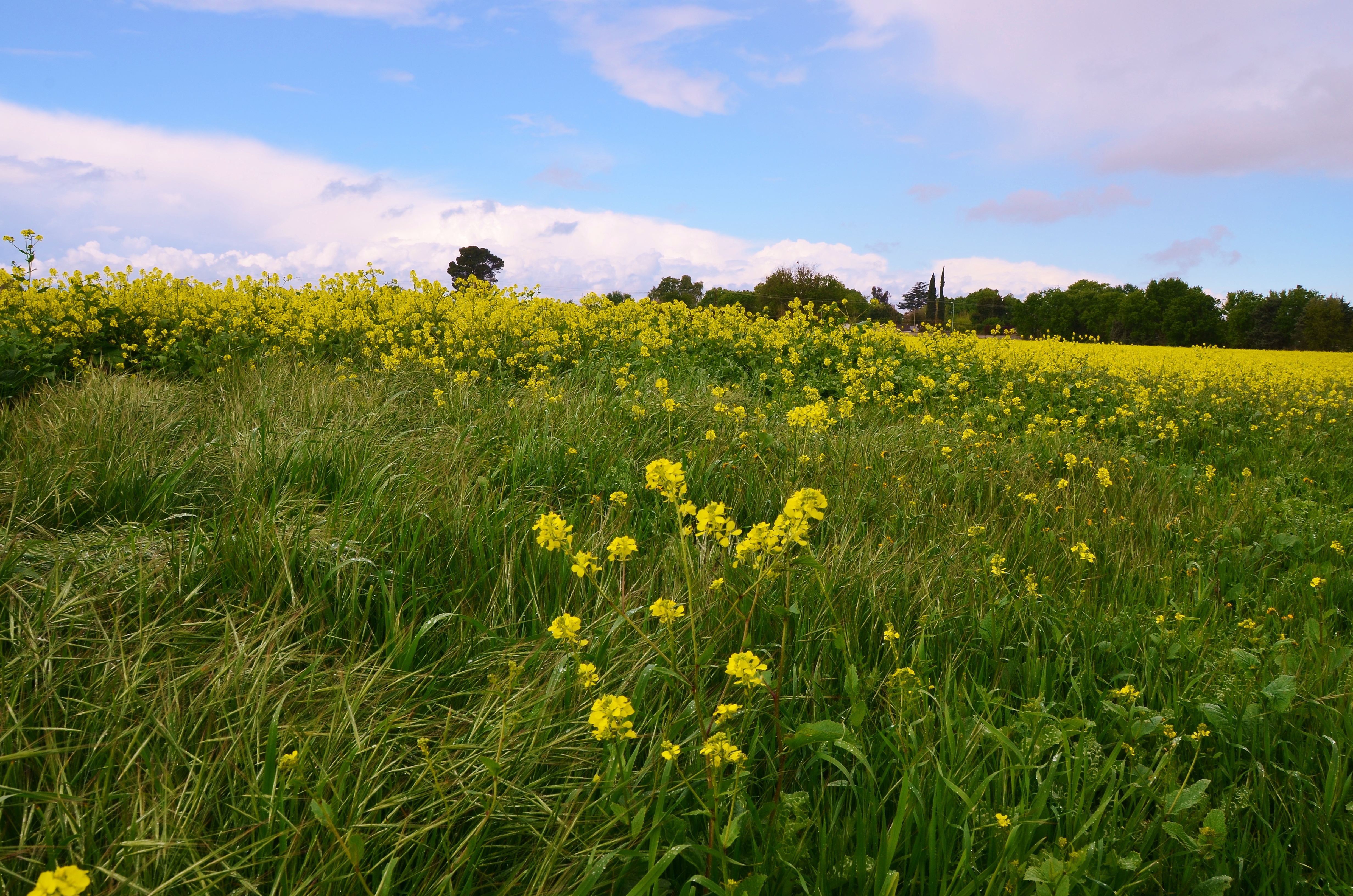 West Sacramento Mustard