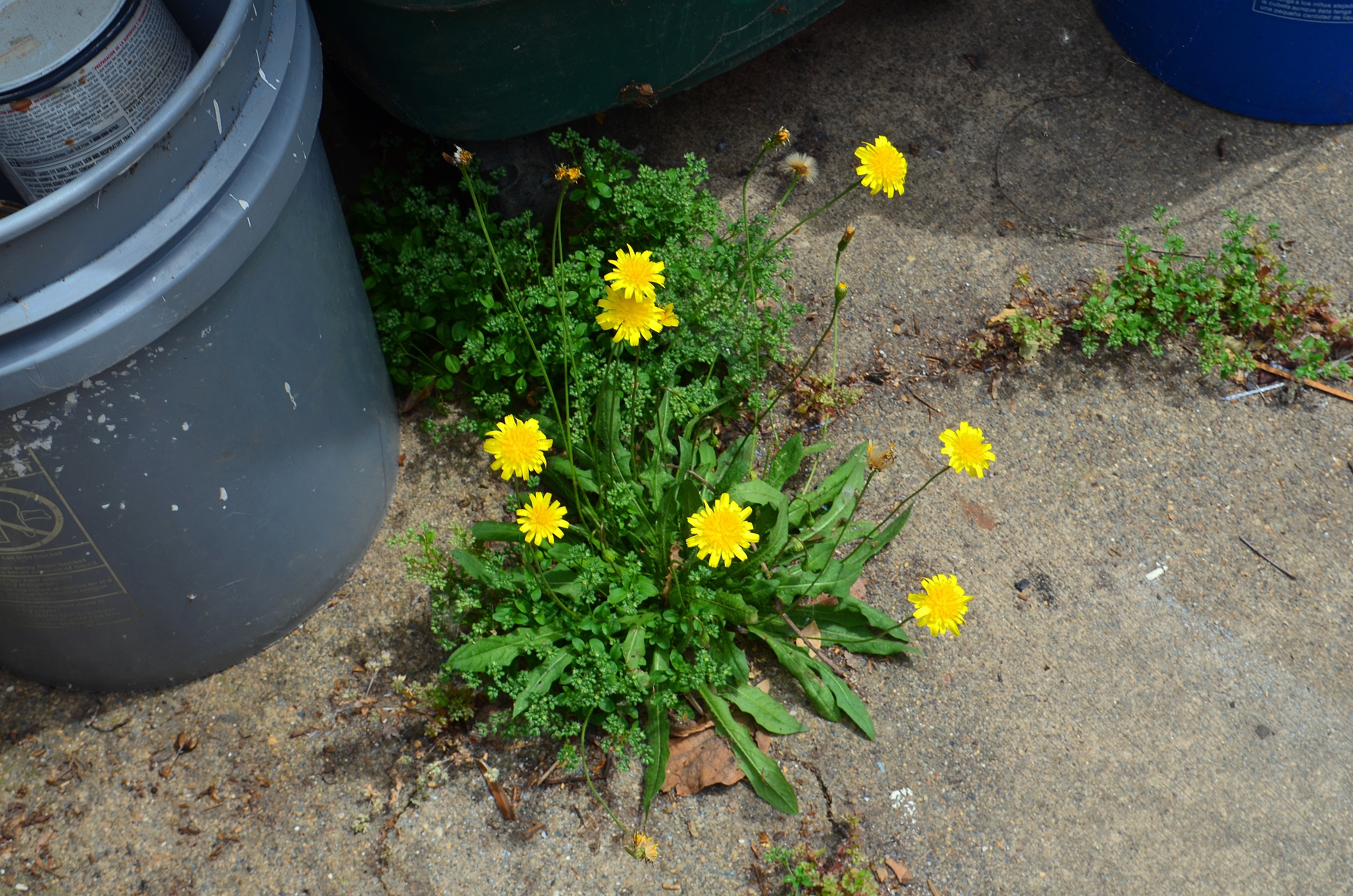 yellow weed2