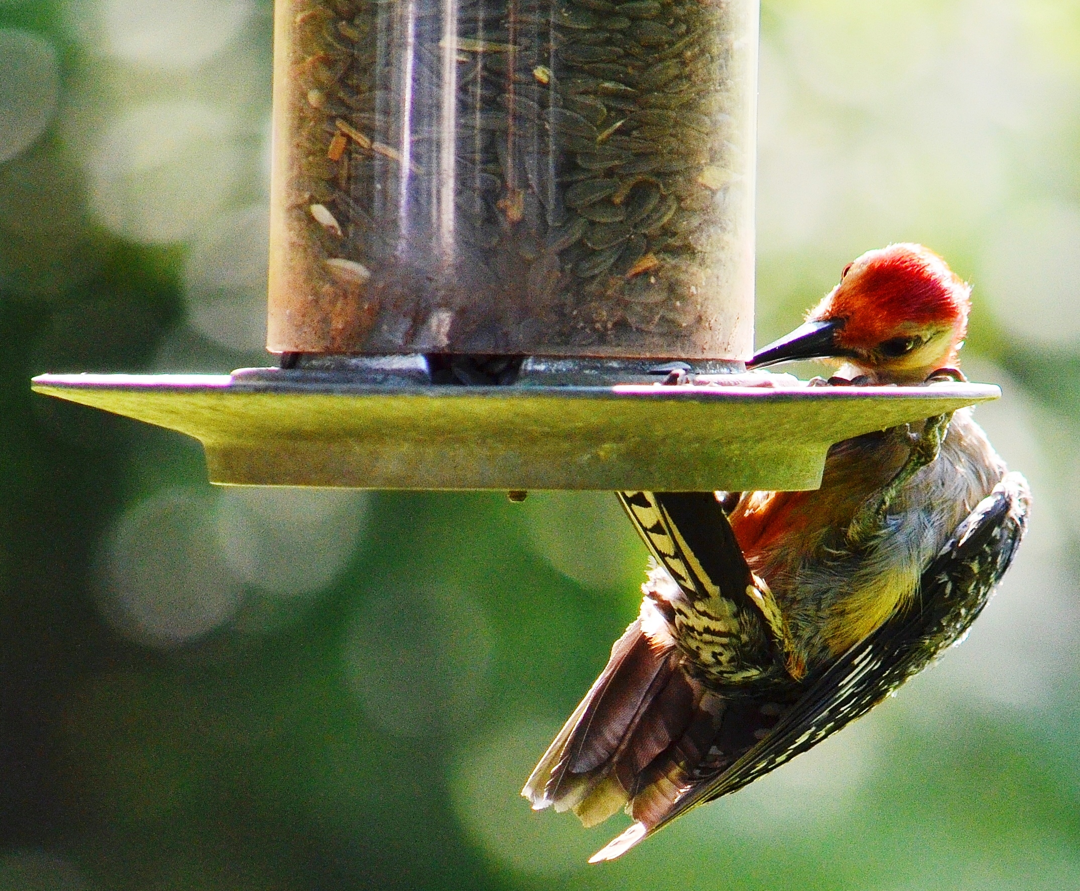 red-bellied woodpecker