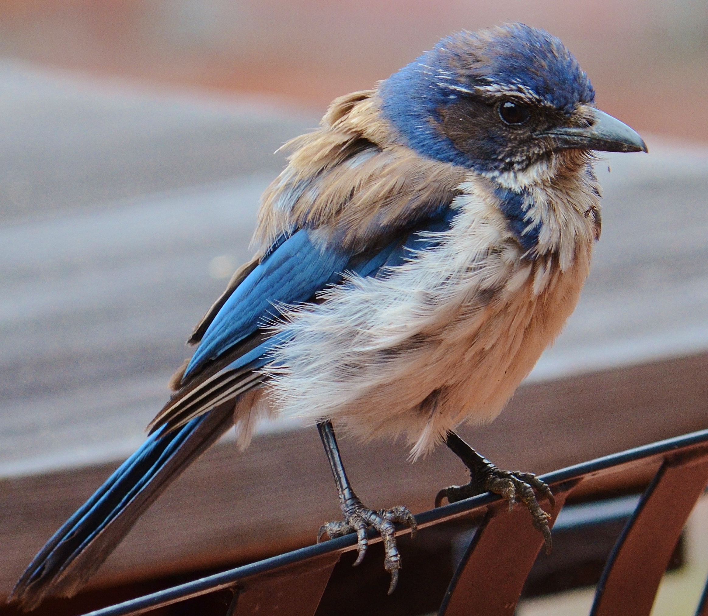 angry blue jay - Copy (2)