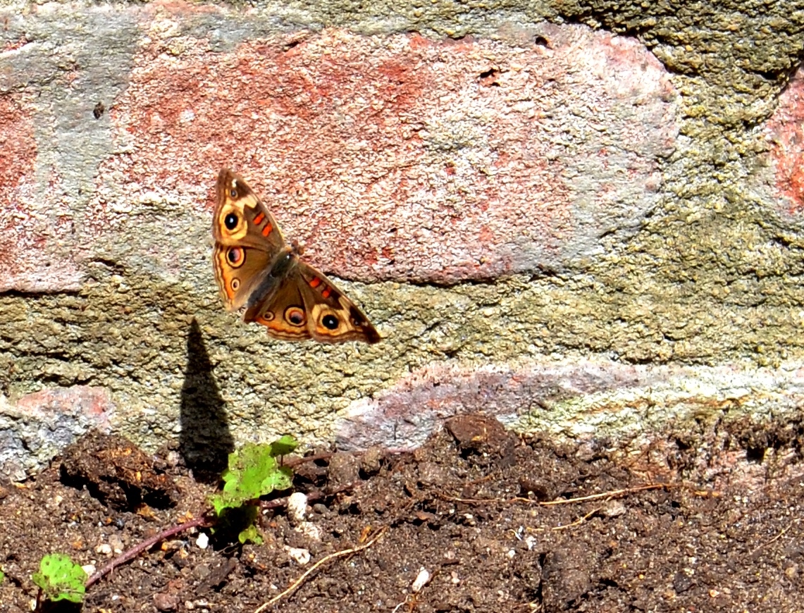 butterfly shadow1 - Copy