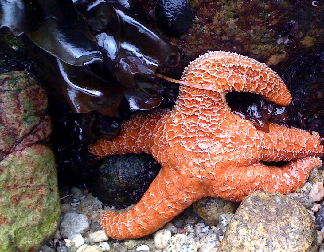 up close starfish - Copy - Copy
