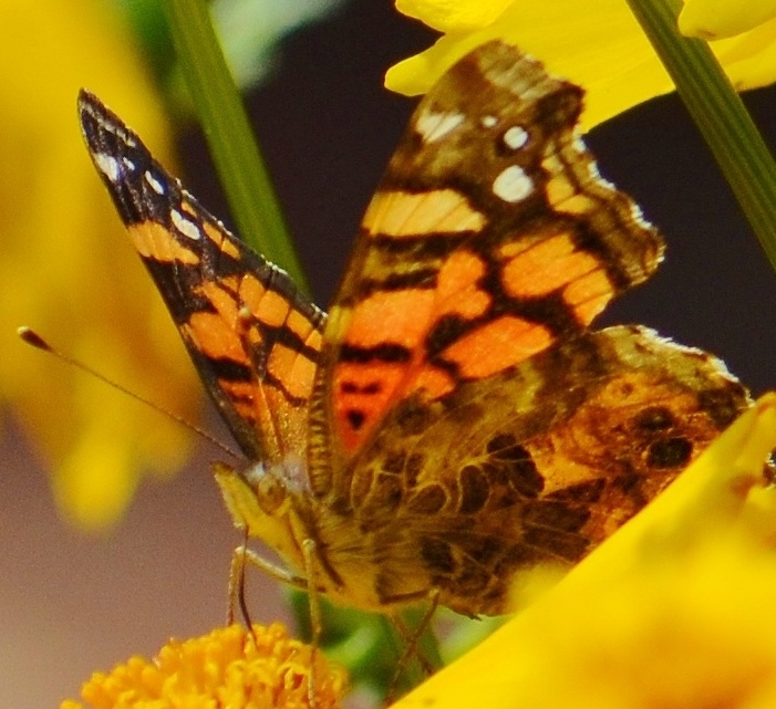 DSC_0478 - Copy - Copy