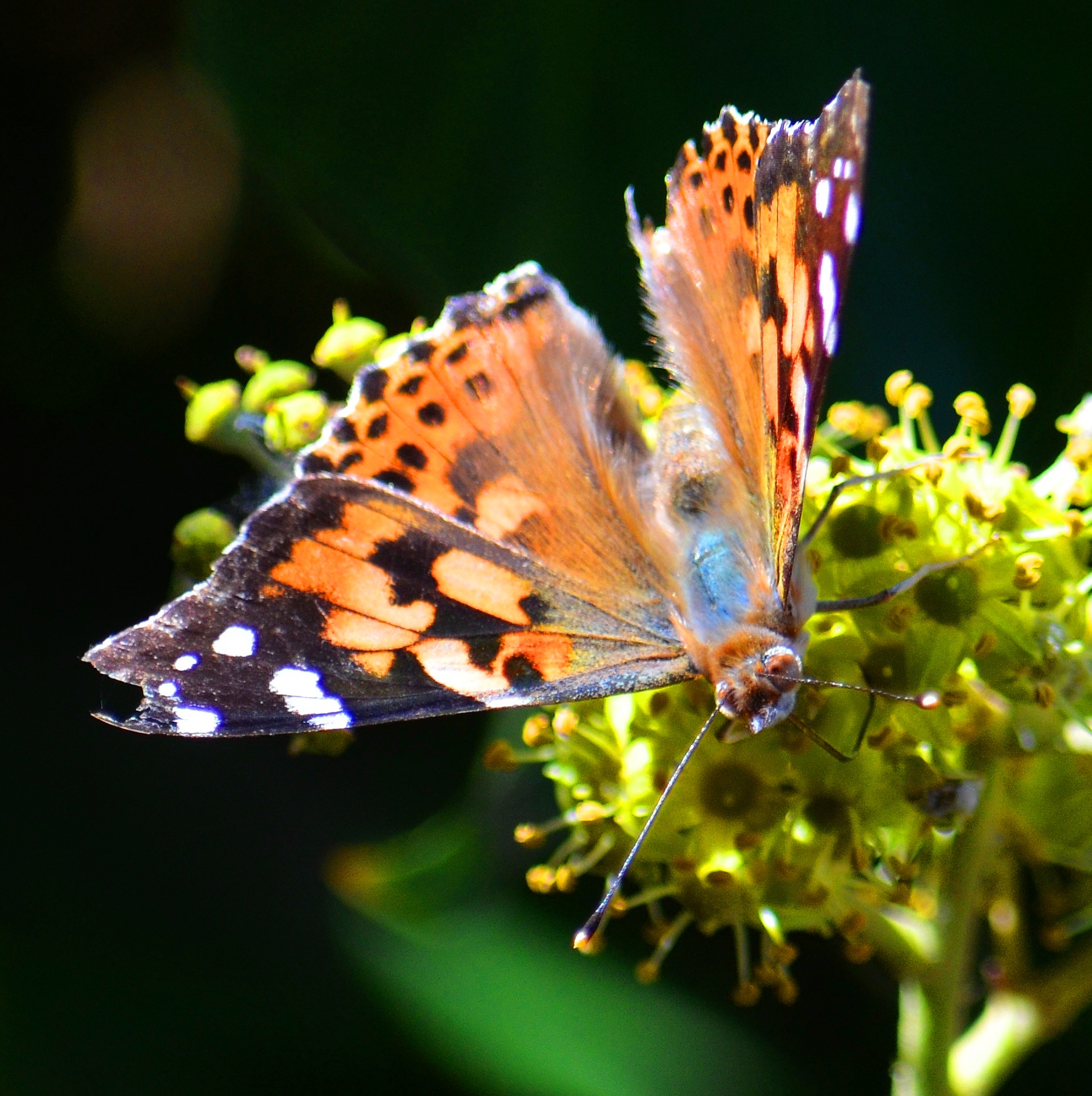 DSC_0481 - Copy - Copy