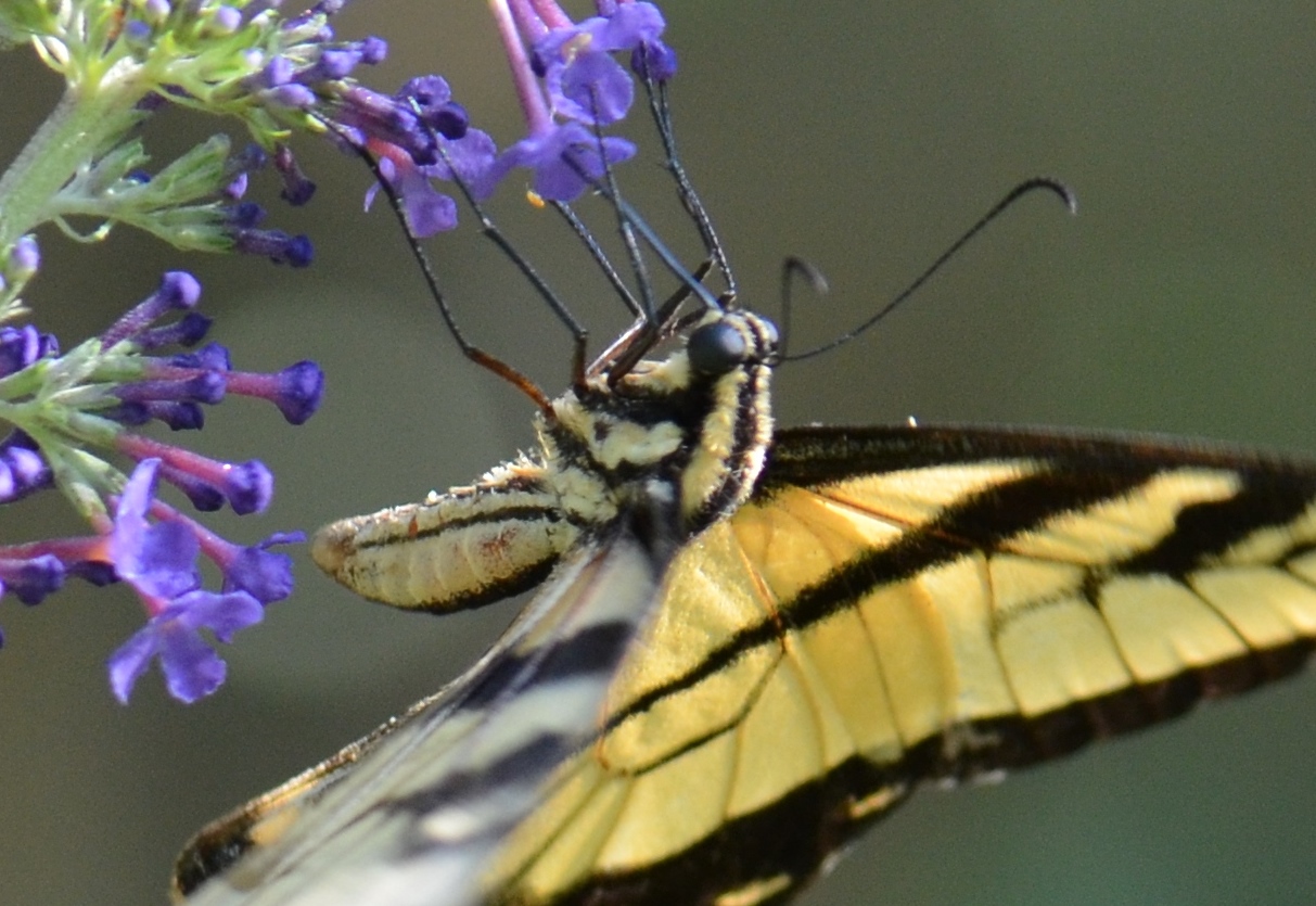 swallowtail up close - Copy
