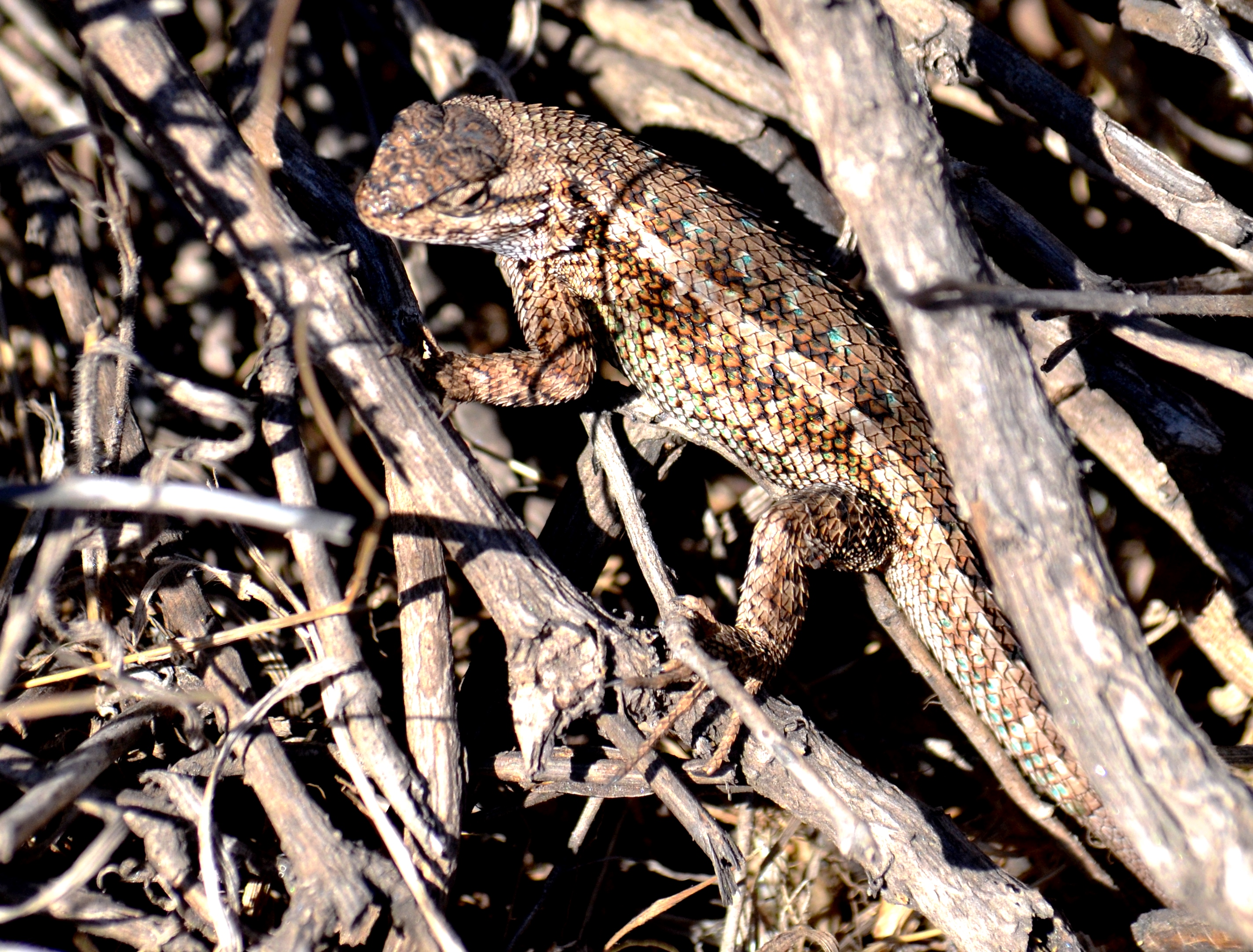 alligator lizard