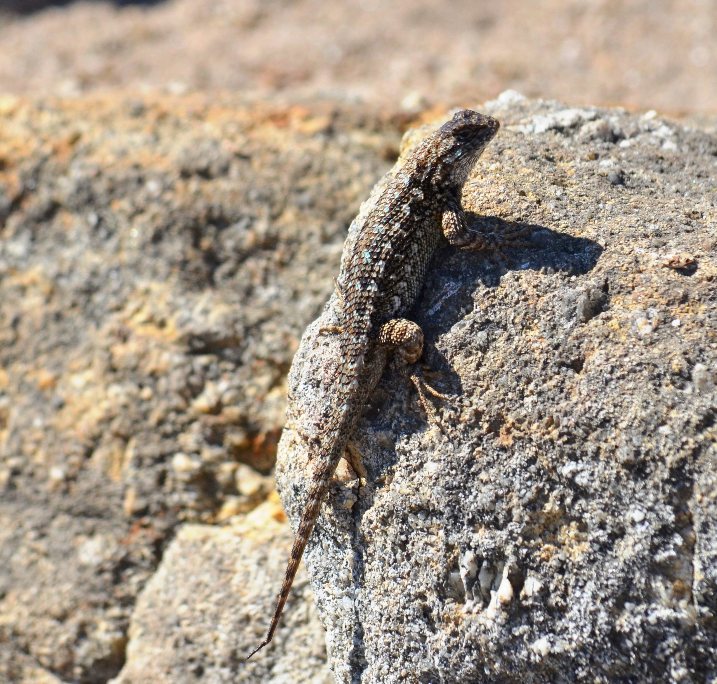 alligator lizard2