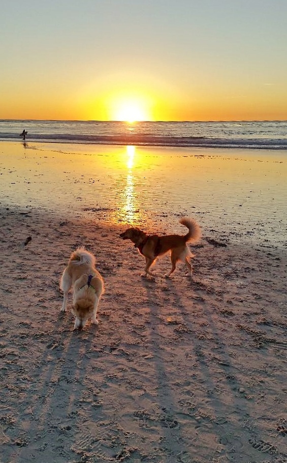 dogs at sunset