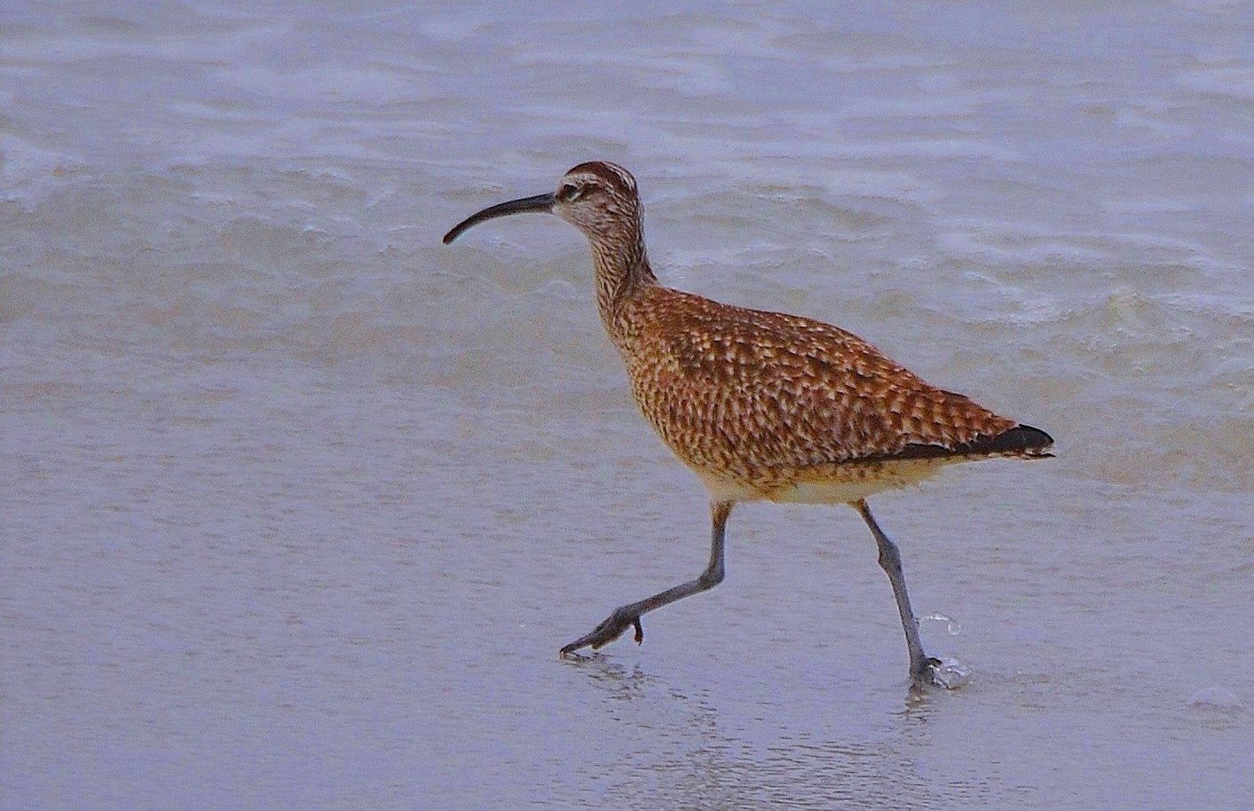 calm sandpiper (2).JPG
